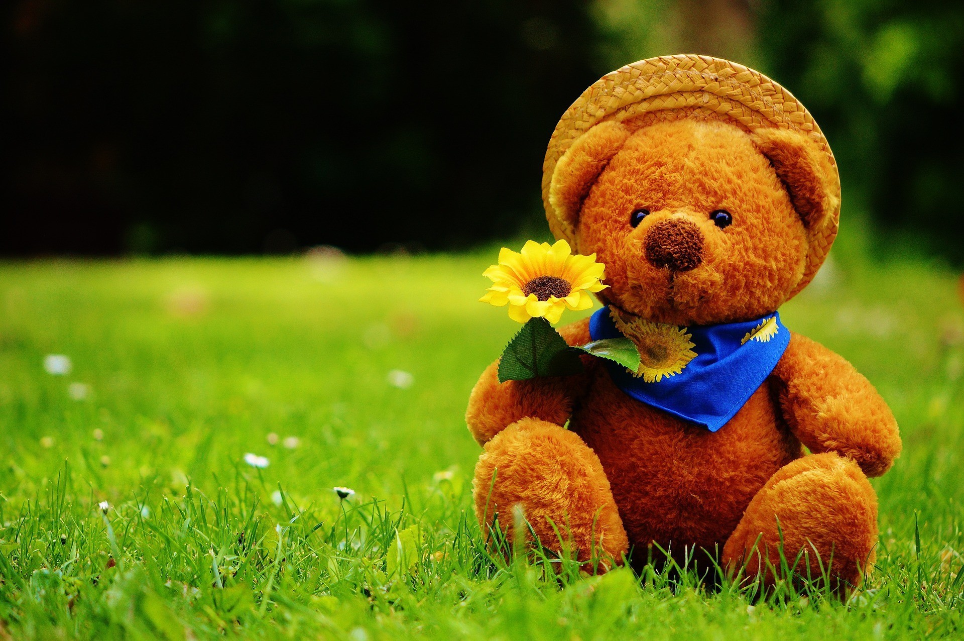 Orsetto di peluche con girasole, 1920x1276 Full HD+ WUXGA, Desktop