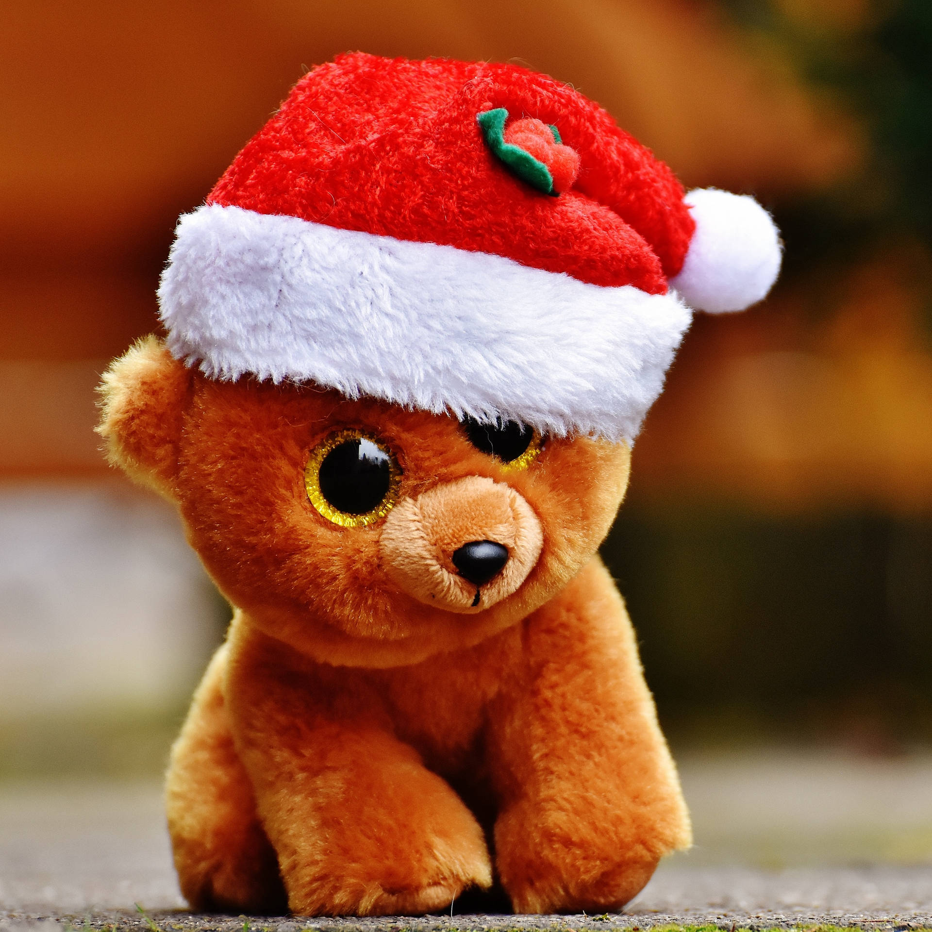 Orsetto peluche con cappello natalizio, 1920x1920 WUXGA, PC