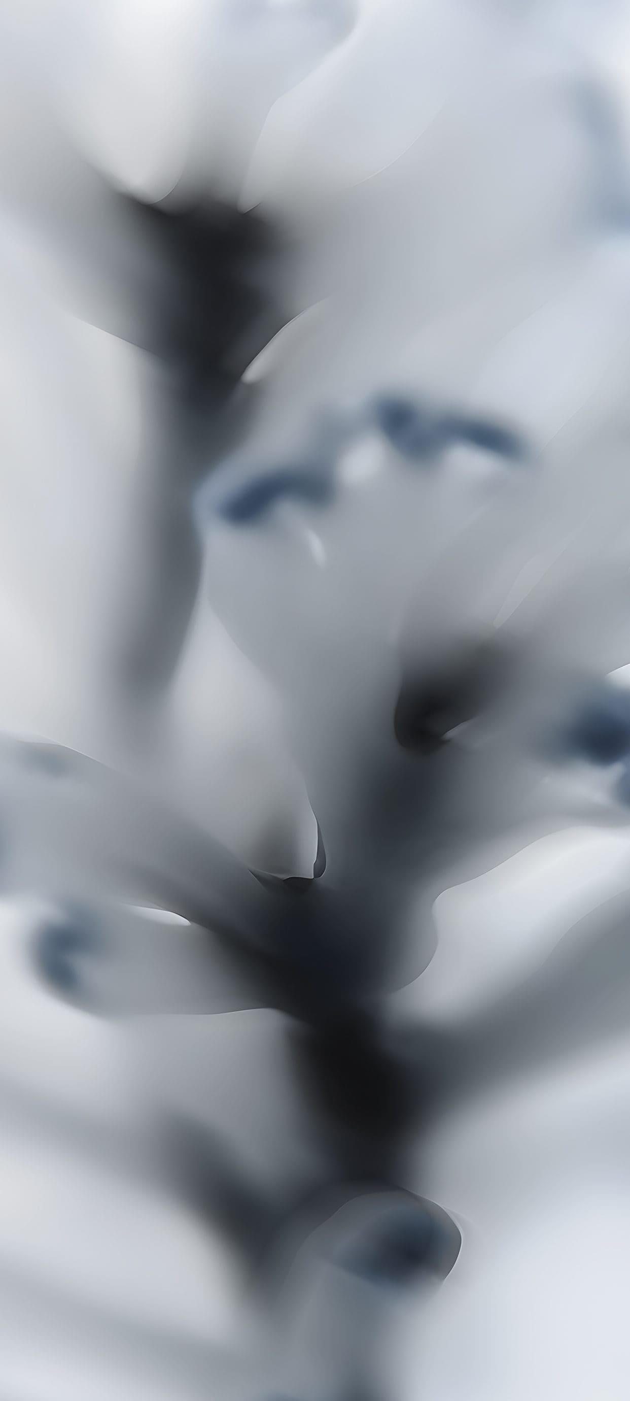 Ramo sfocato bianco nero, 1242x2760 Verticale, POCO