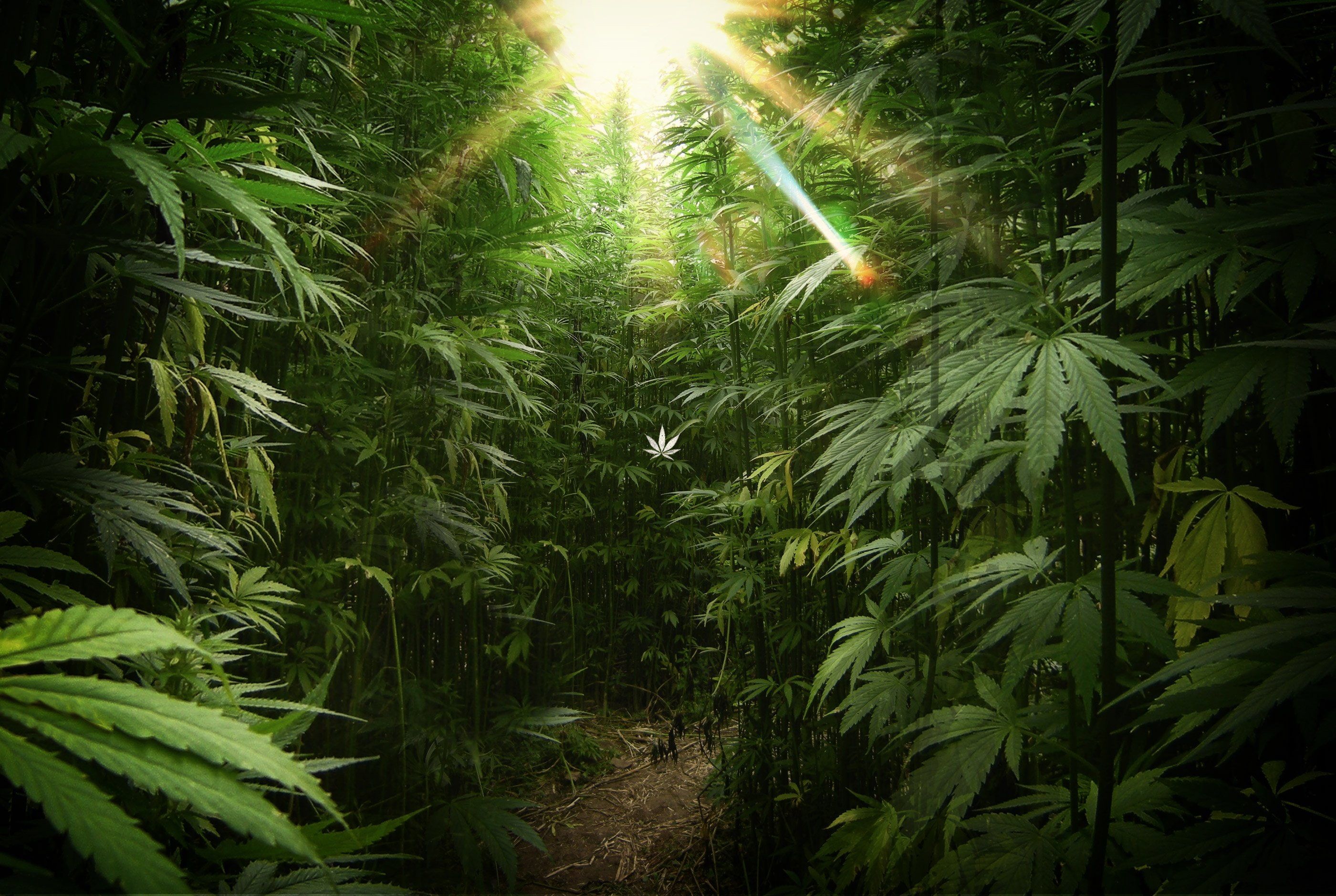 Pianta di marijuana su sfondo arancione, 1000x1498 Verticale, Xiaomi