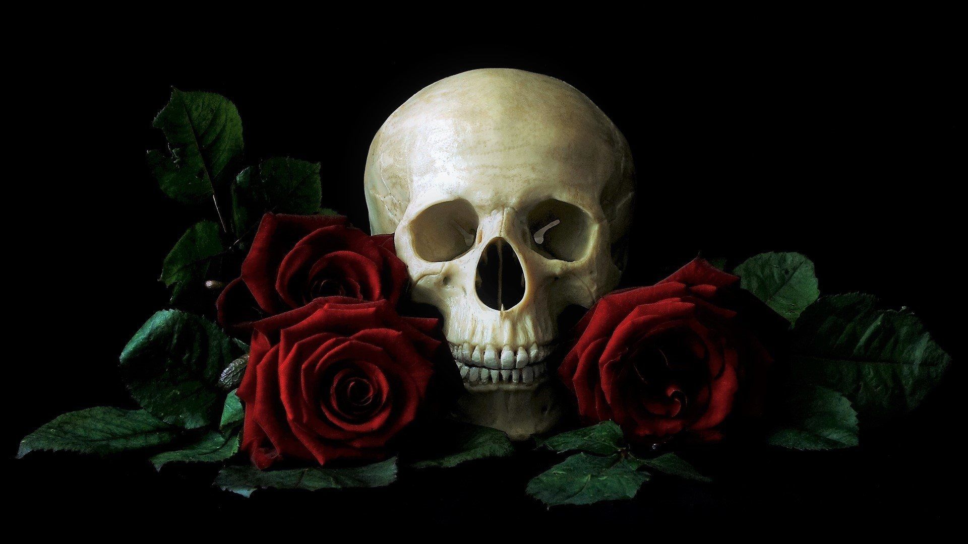 Teschio con rose rosse, 1920x1080 1080p, Desktop