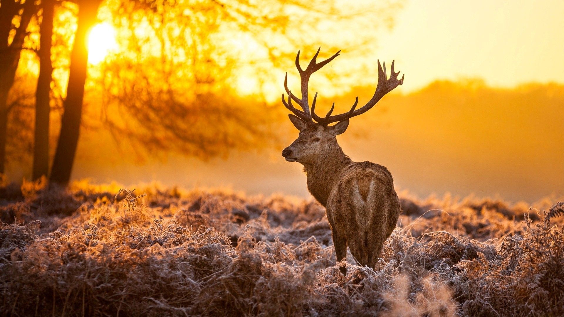 Cervo al tramonto dorato, 1920x1080 Full HD, Laptop
