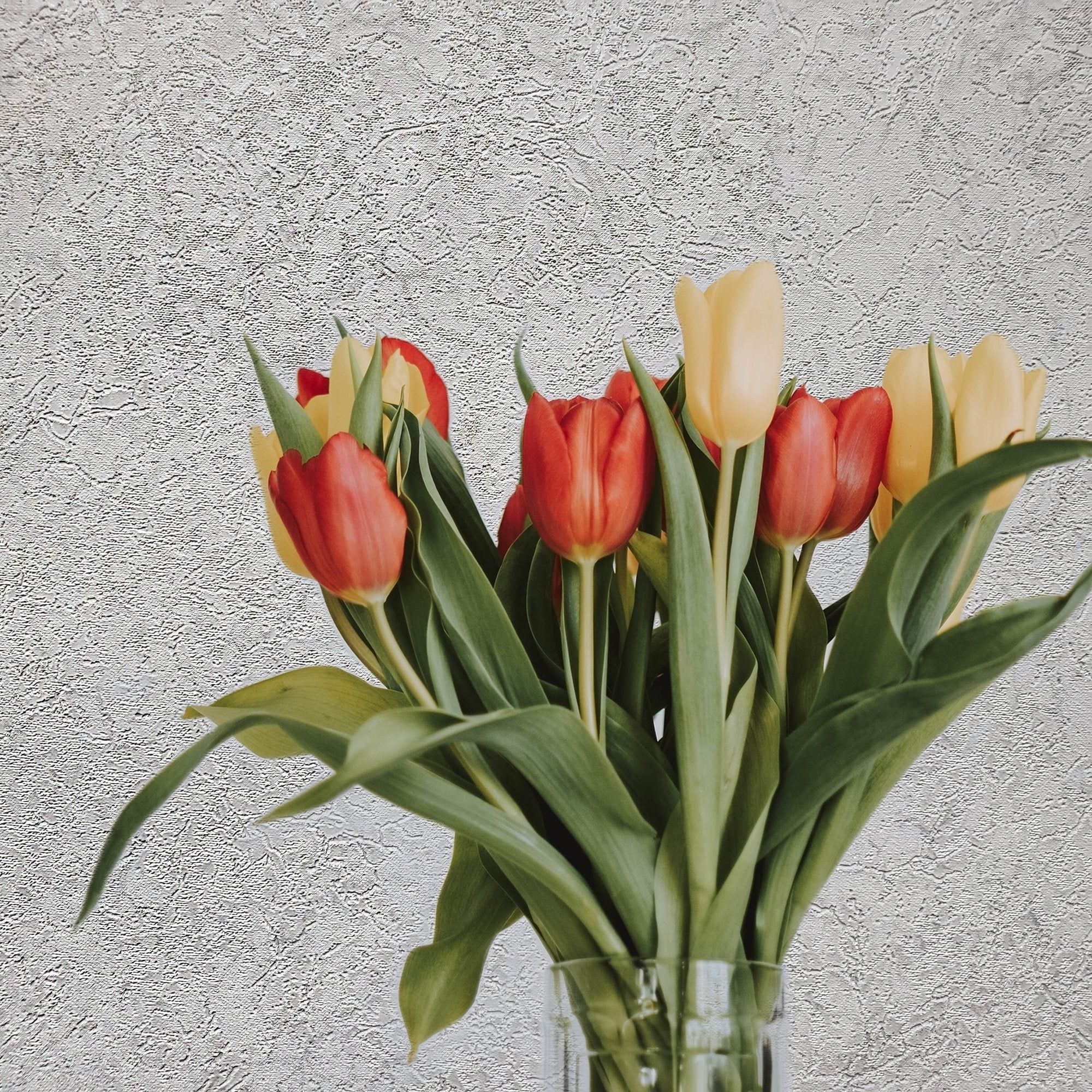 Tulipani rossi e gialli in vaso, 2000x2000 2K, PC Desktop
