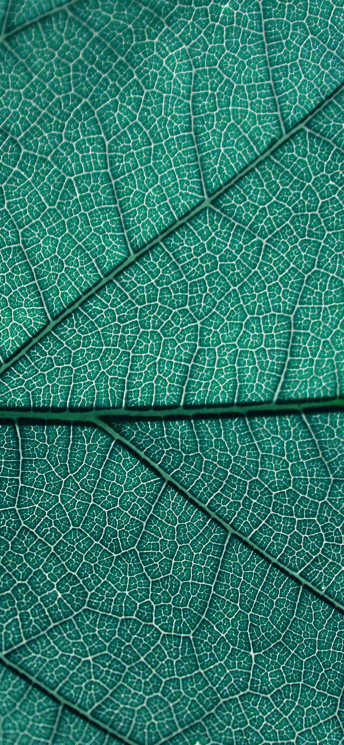 Texture foglia verde, 1125x2436 Verticale, Telefono
