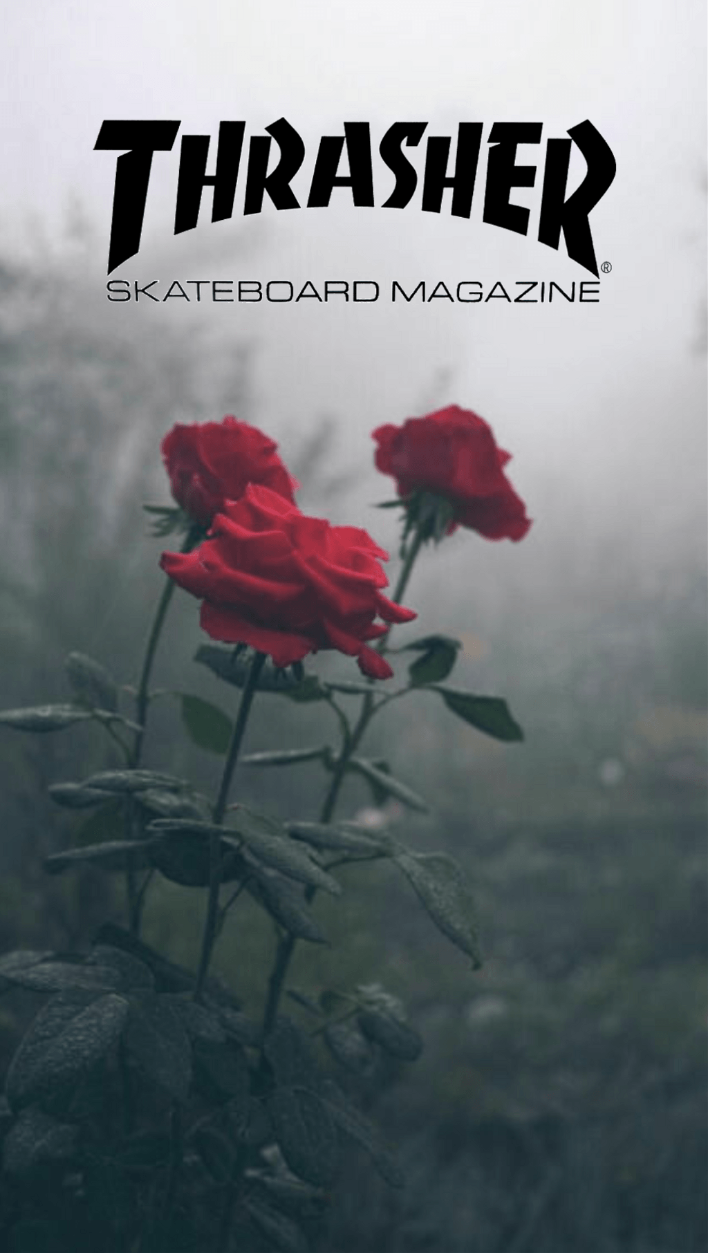 Logo Thrasher rose rosse, 1024x1812 Verticale, Mobile