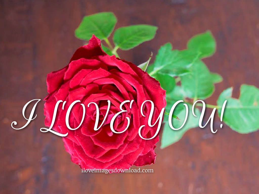 Rosa rossa con scritta I Love You, 1024x768 HD, PC Desktop