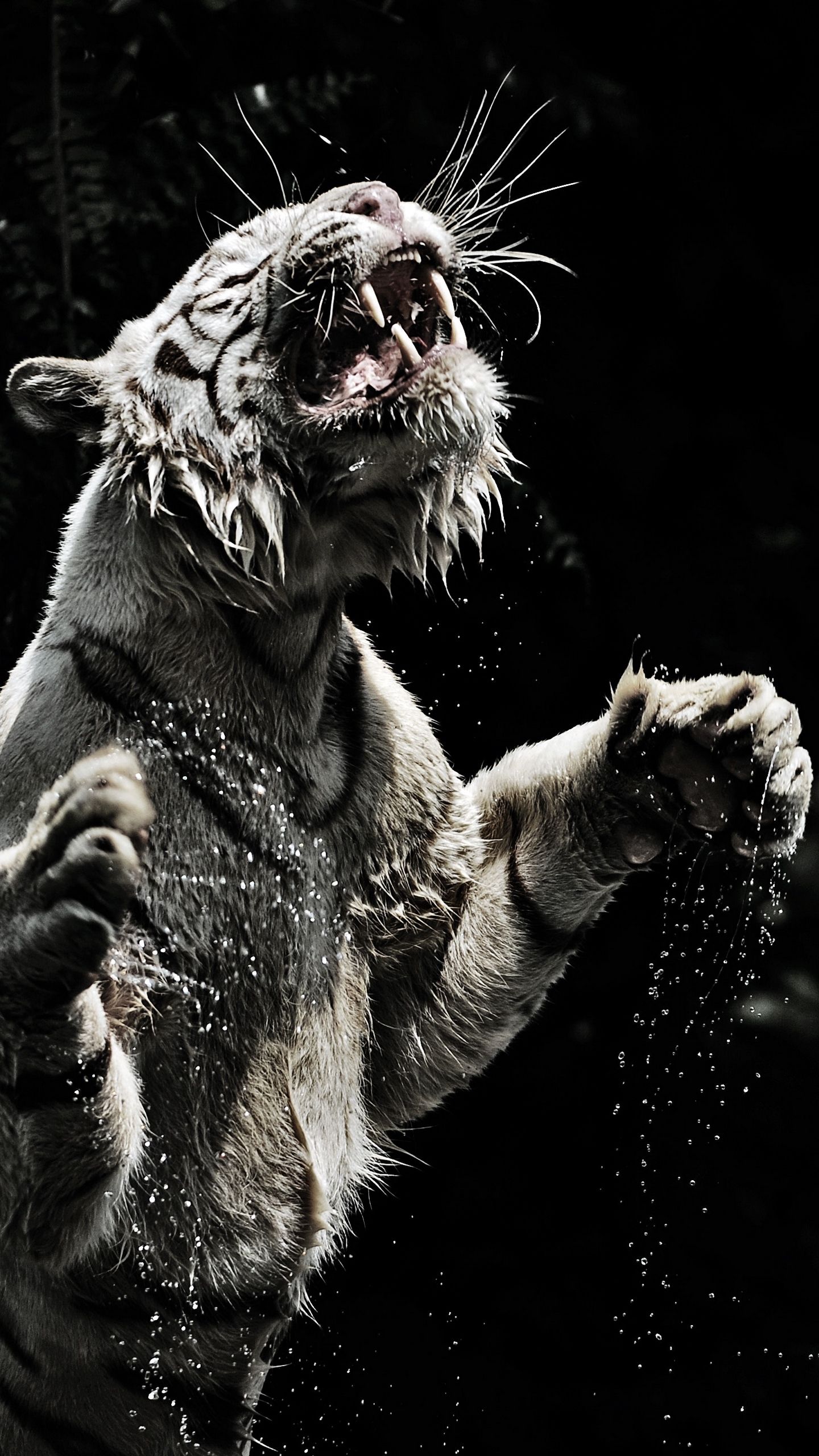 Tigre bianca ruggente acqua, 1440x2560 Full HD Verticale, Smartphone