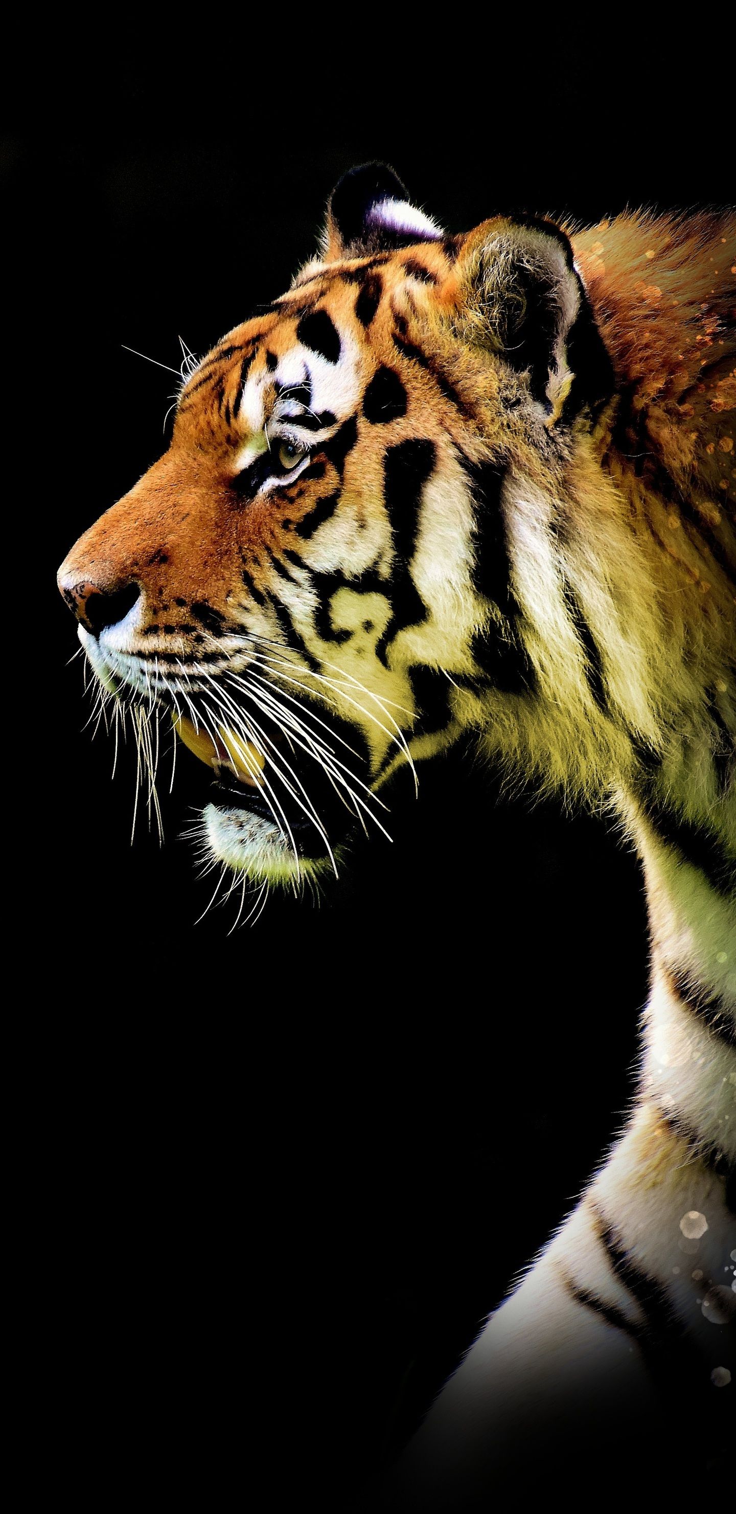 Tigre profilo sfondo nero, 1440x2960 Verticale, Telefono
