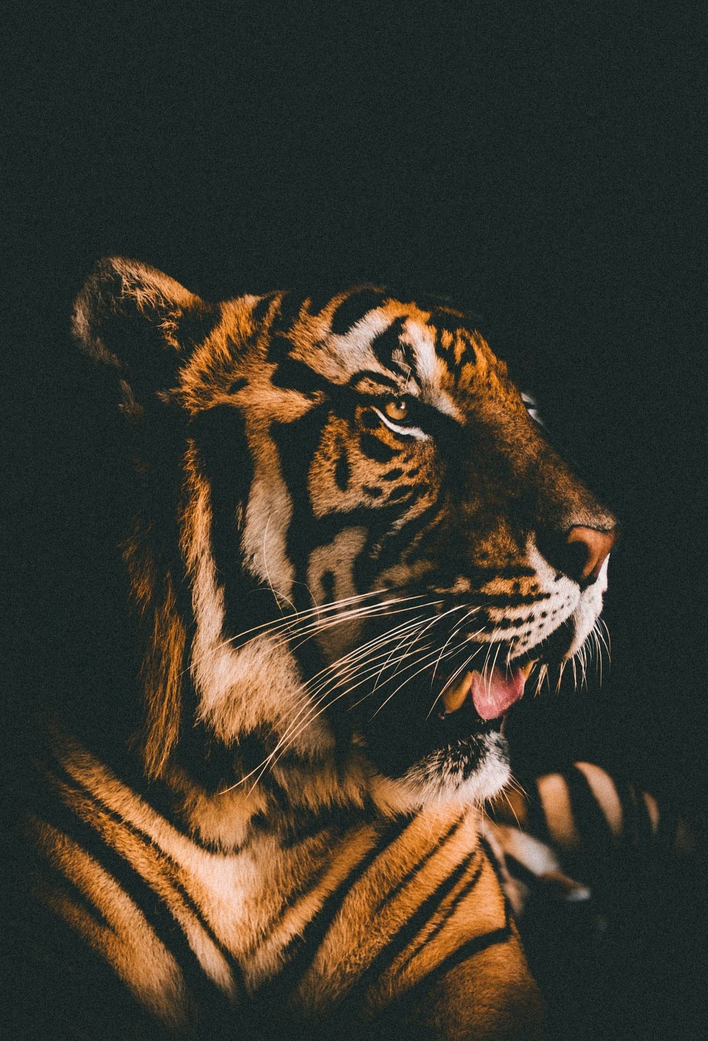Tigre profilo sfondo scuro, 1440x2117 Full HD Verticale, iPhone