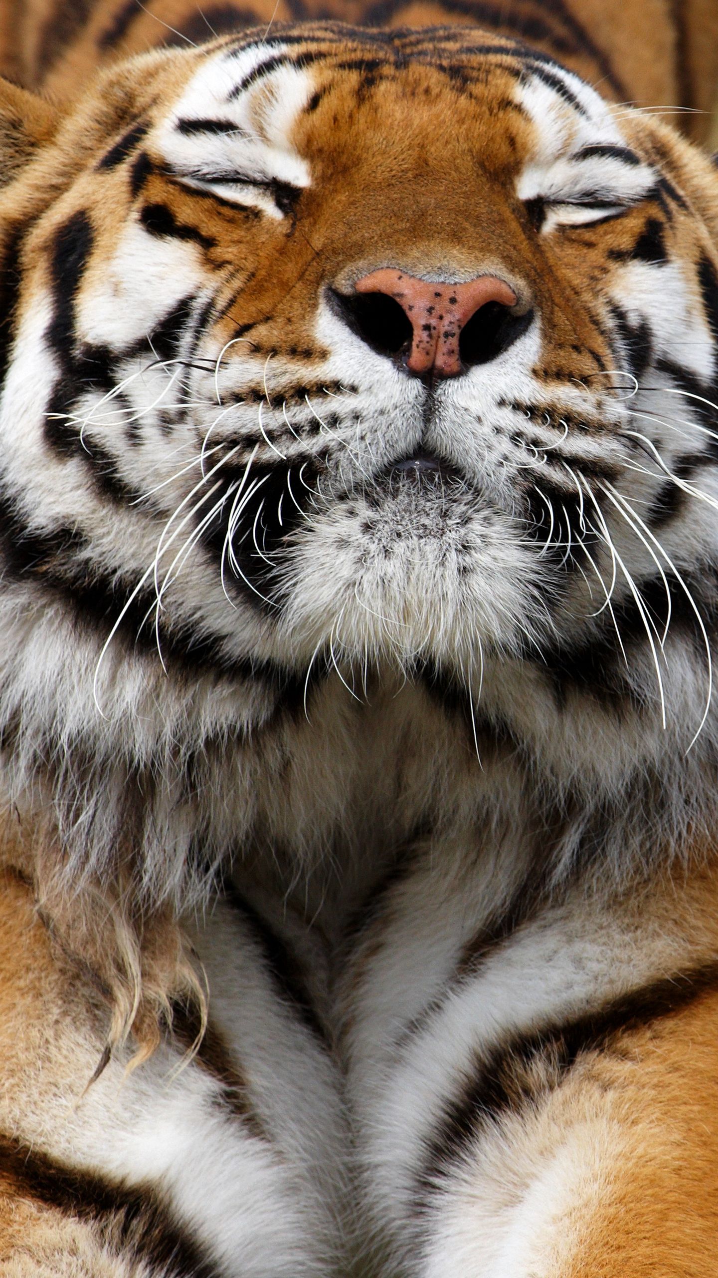Tigre volto ravvicinato, 1440x2560 Verticale, Samsung Galaxy