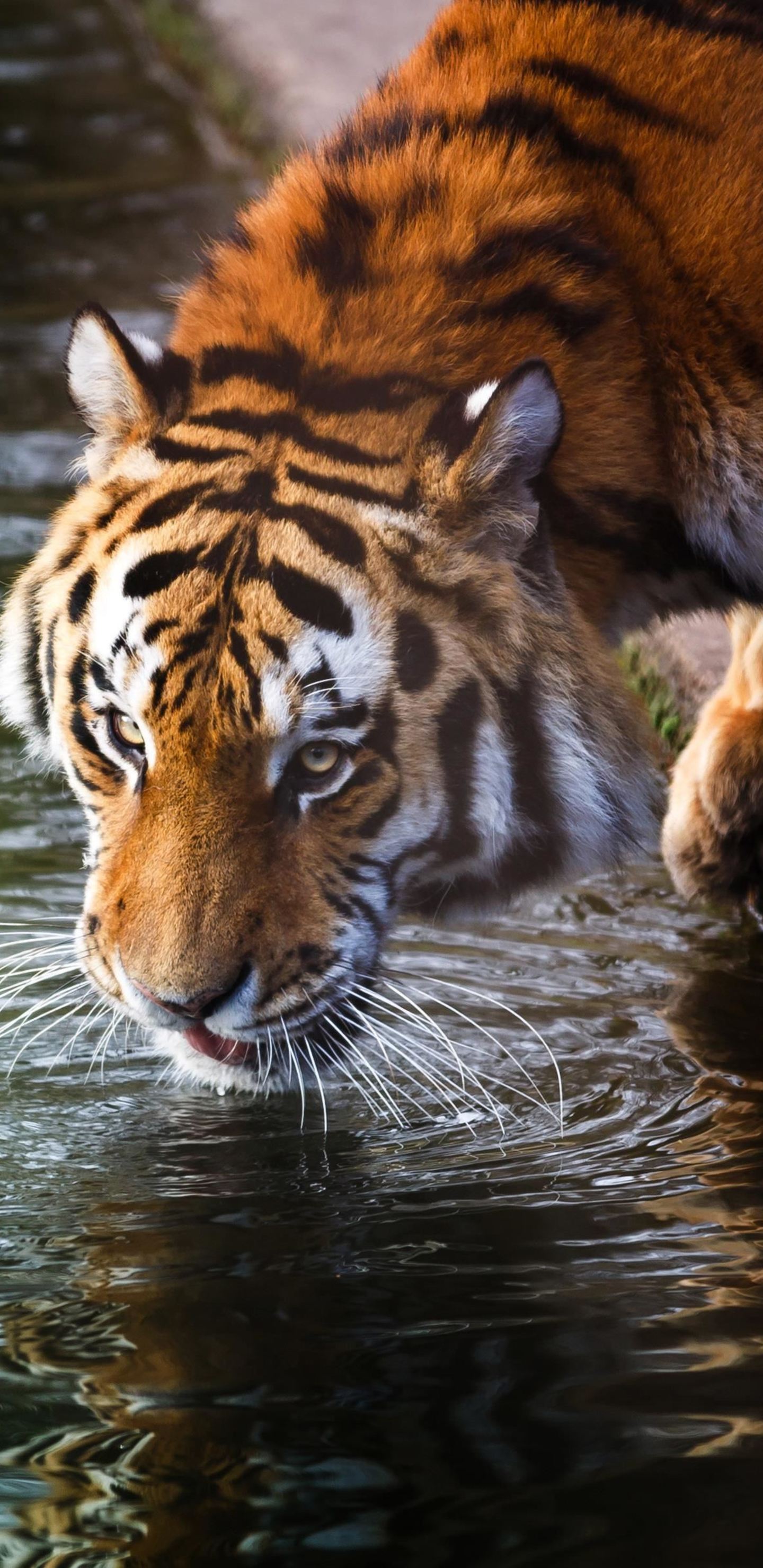 Tigre arcobaleno galassia, 1500x1500 720p, Laptop