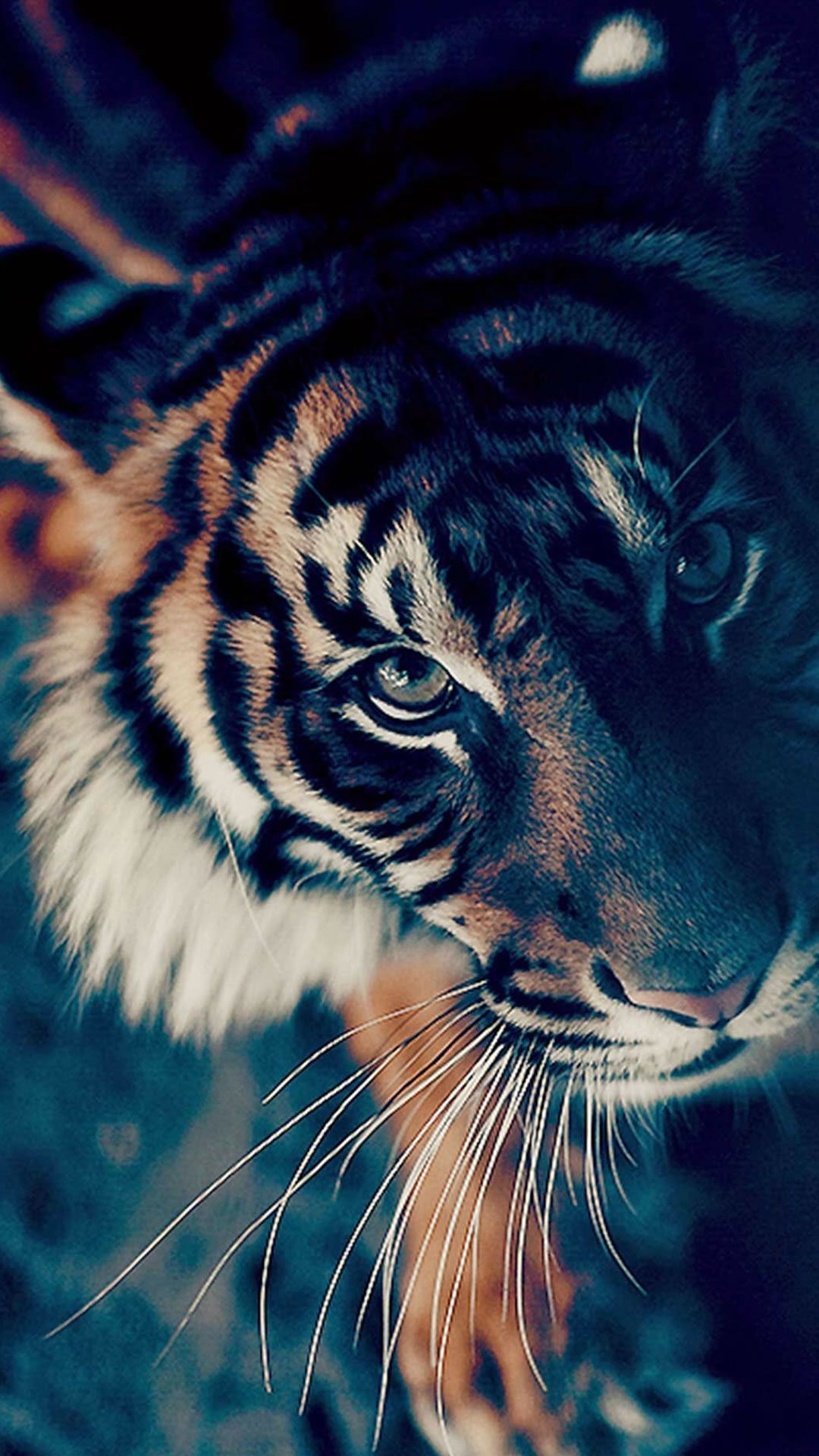 Tigre che beve acqua, 1440x2960 Full HD Verticale, Samsung Galaxy