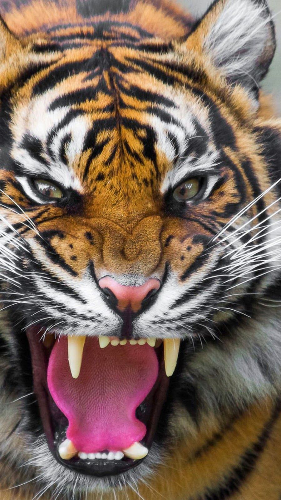 Tigre volto ravvicinato, 1080x1920 Full HD Verticale, Smartphone