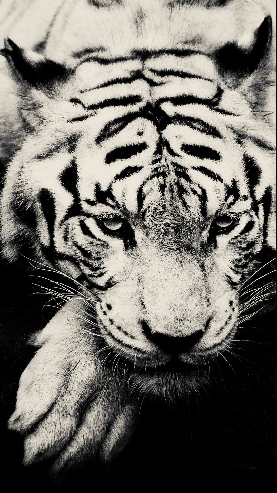 Tigre ruggente primo piano, 900x1600 Full HD Verticale, iPhone