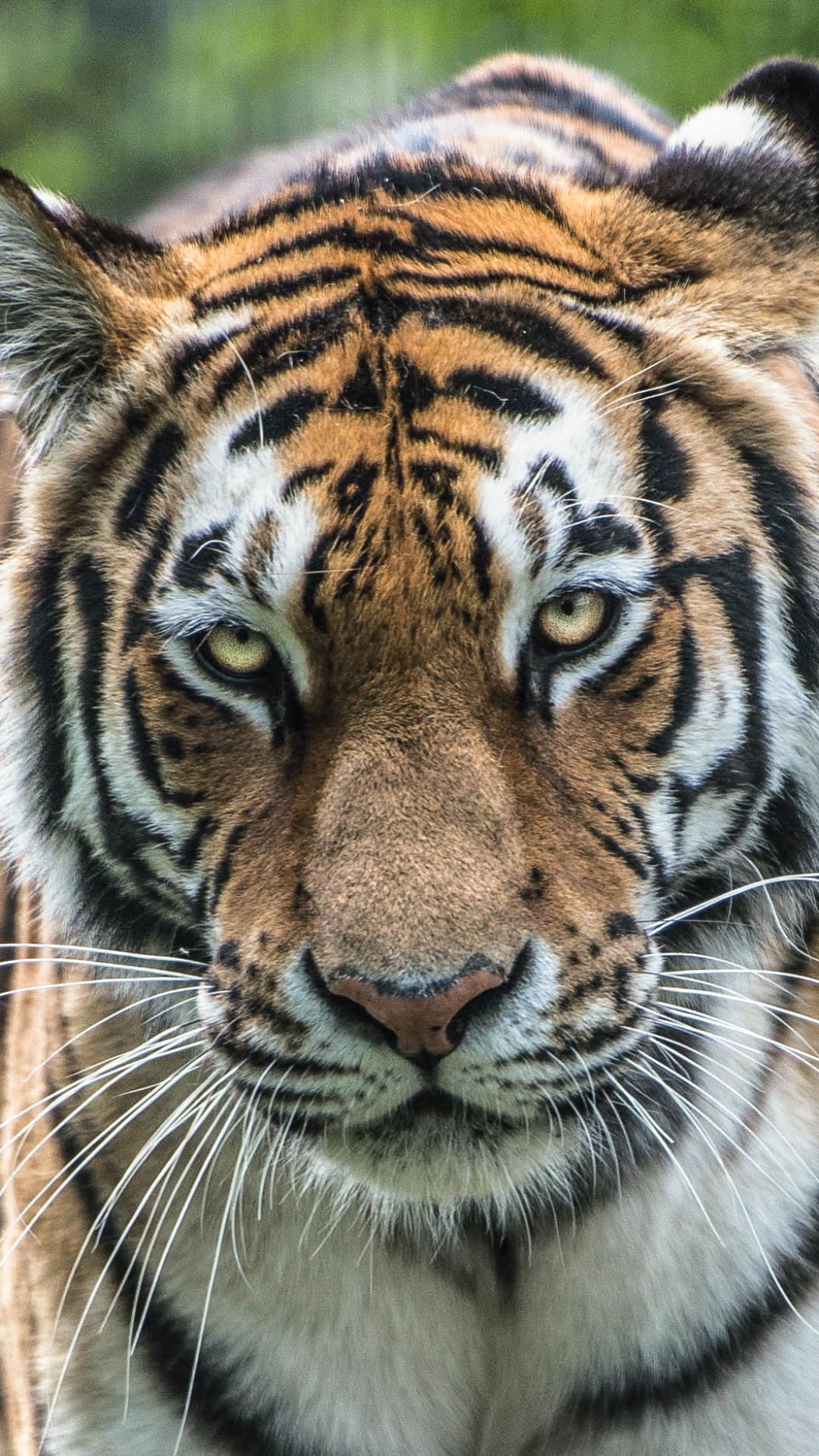Tigre bianca fantasy foresta, 2150x1604 alta risoluzione, PC Desktop