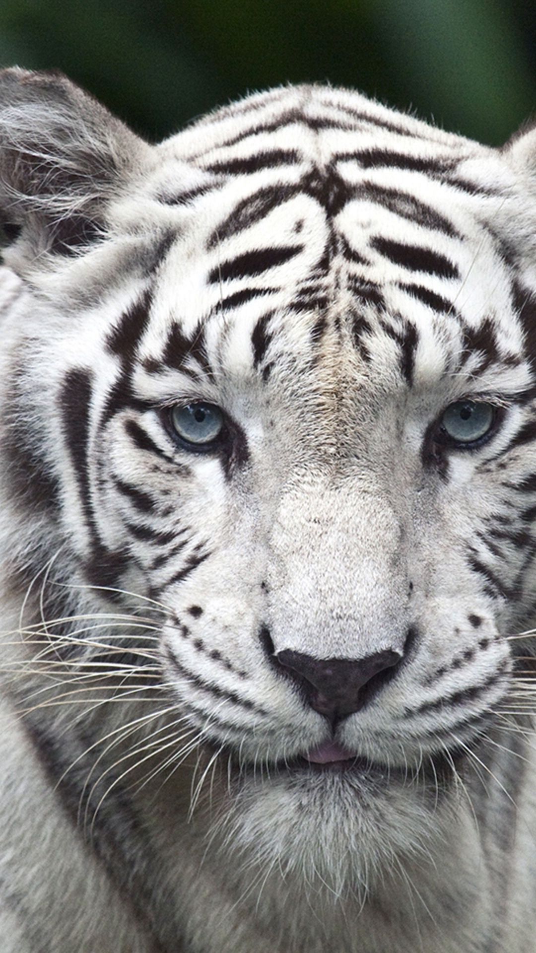 Tigre bianca bianco e nero, 1080x1920 Full HD Verticale, Smartphone
