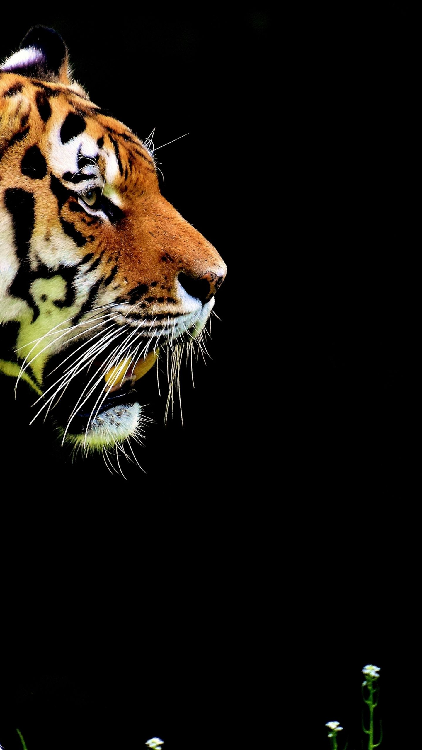Tigre bianca ritratto occhi azzurri, 1080x1920 Full HD Verticale, iPhone