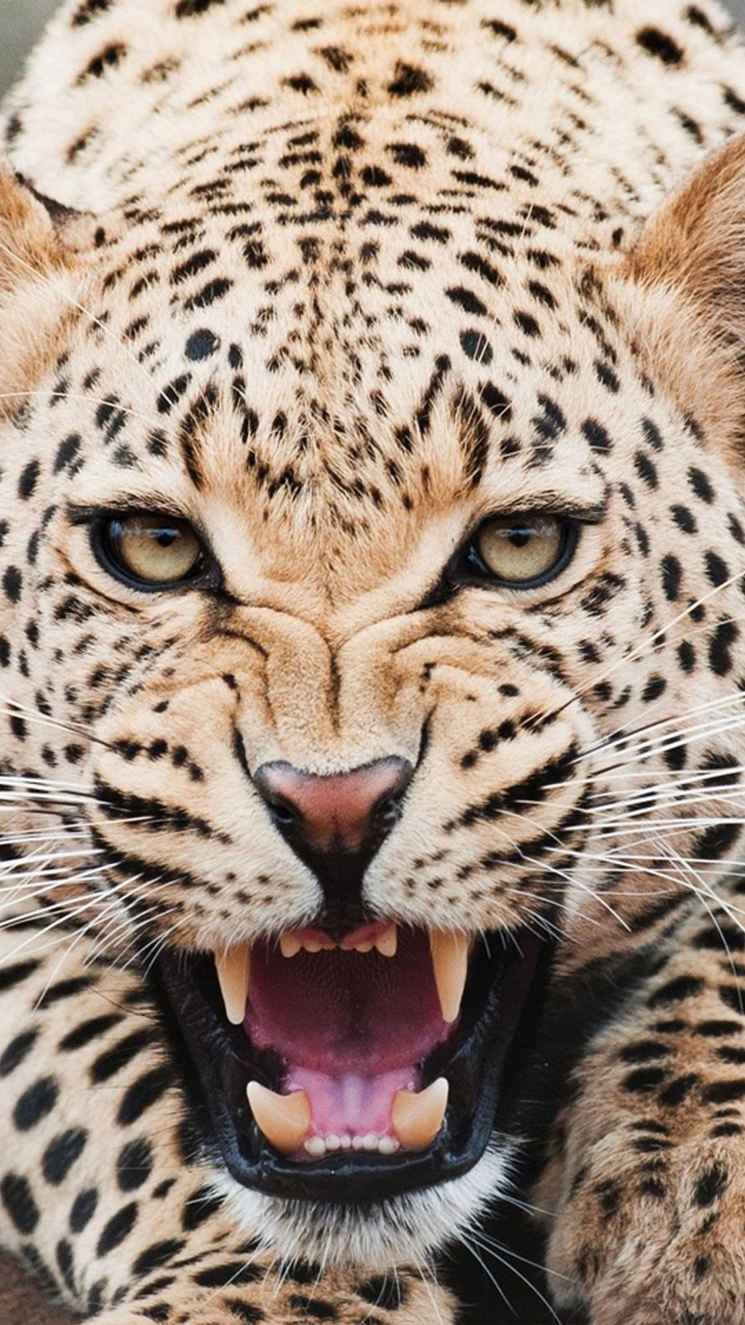Tigre profilo sfondo nero, 1440x2560 Full HD Verticale, Samsung Galaxy