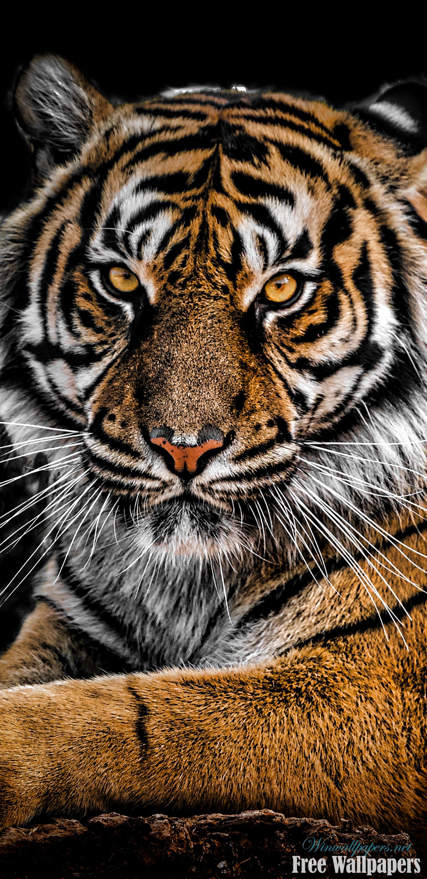 Tigre luminosa bianco-blu, 1920x1080 Full HD 1080p, Desktop