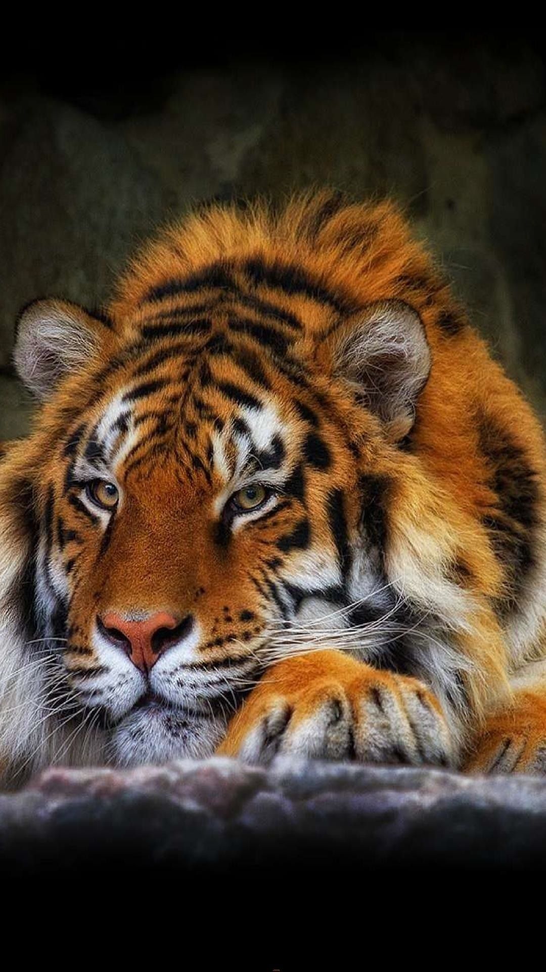 Leopardo ringhiante primo piano, 1080x1920 Full HD Verticale, iPhone