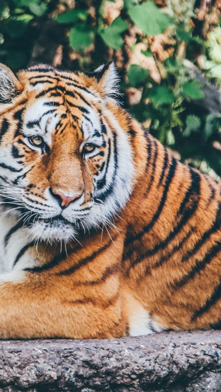 Tigre volto ravvicinato, 1440x2960 Verticale, Mobile