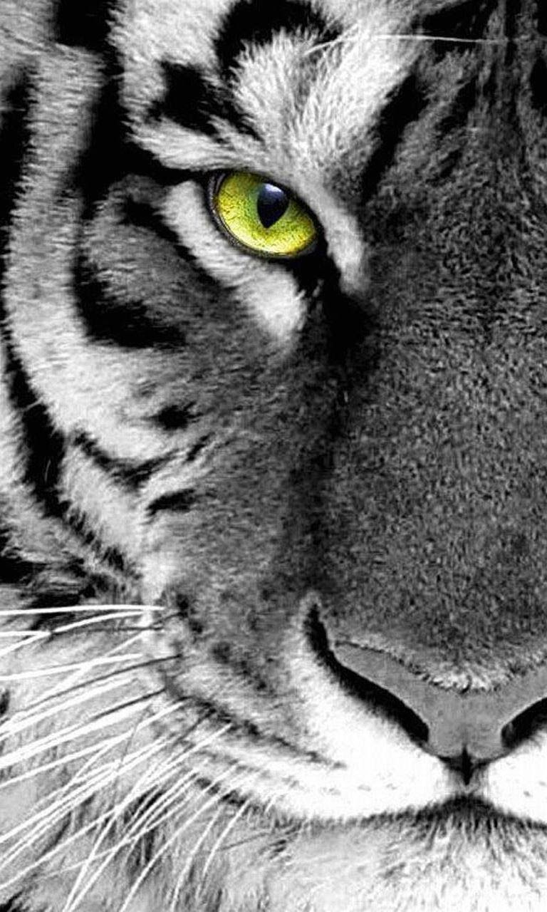 Tigre sdraiata sfondo scuro, 1080x1920 Full HD Verticale, Smartphone