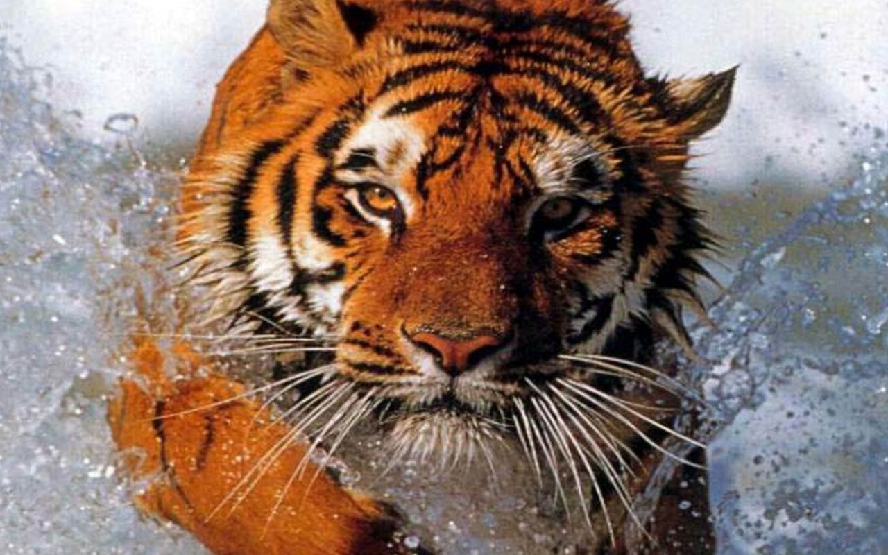 Tigre distesa nella natura, 720x1280 Verticale, Xiaomi