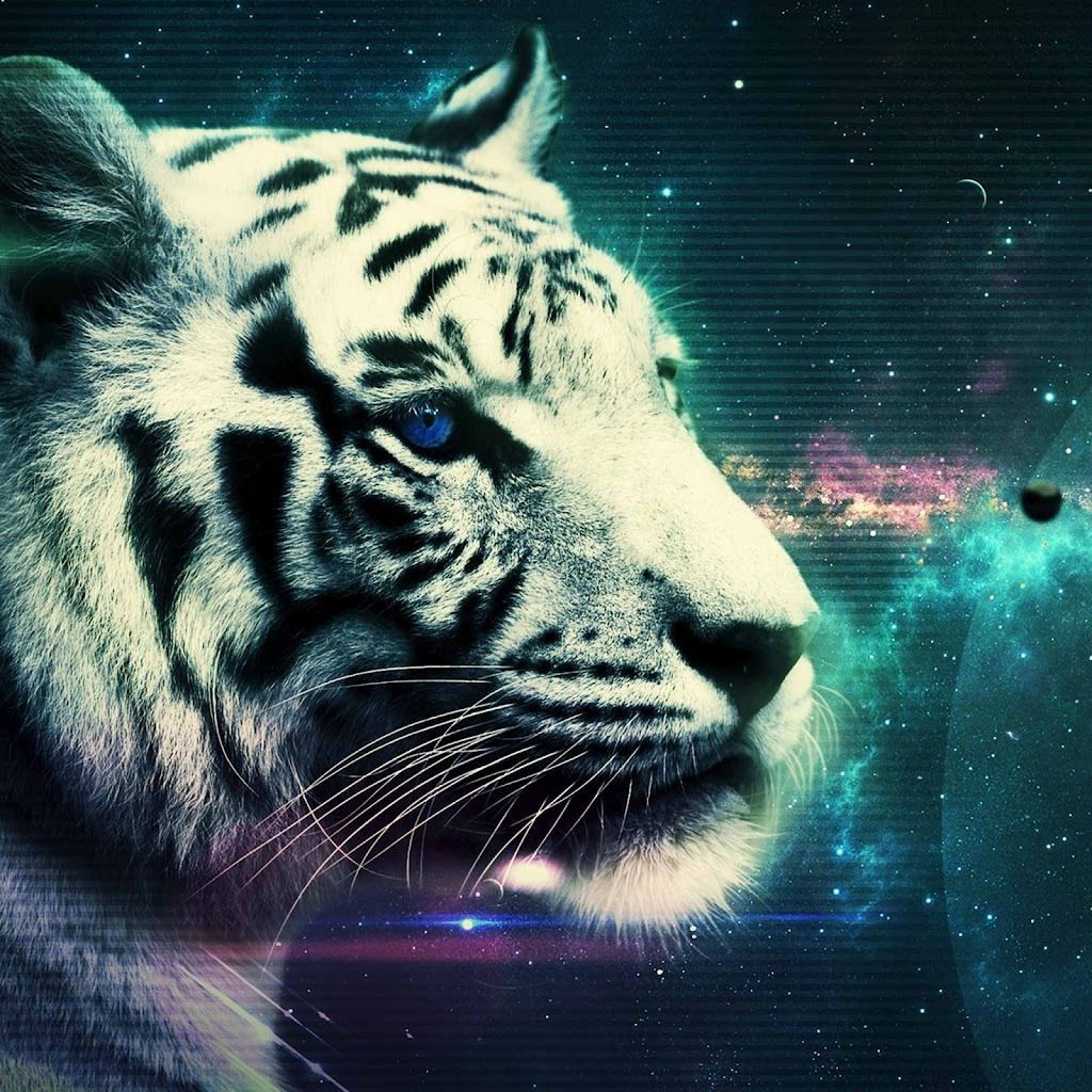 Tigre bianca galassia spaziale, 1024x1024 HD, Desktop