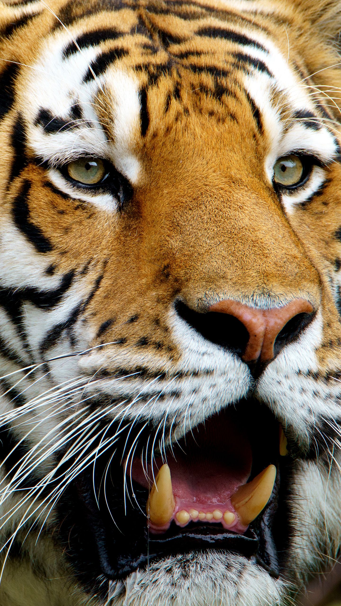 Volto tigre ringhiante, 1440x2560 Full HD Verticale, iPhone