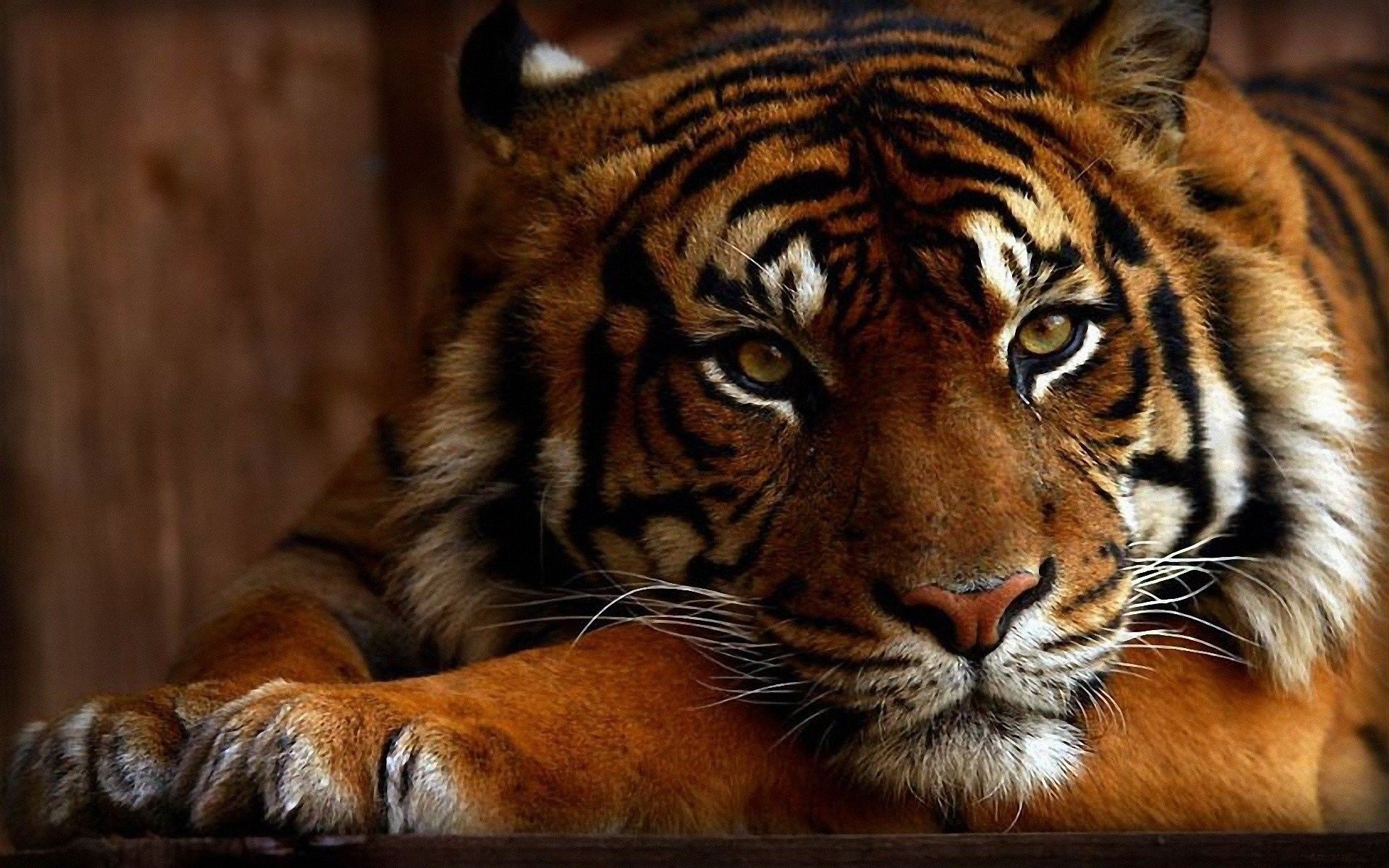 Guerriera anime a cavallo su tigre, 2560x1600 WQXGA, Laptop