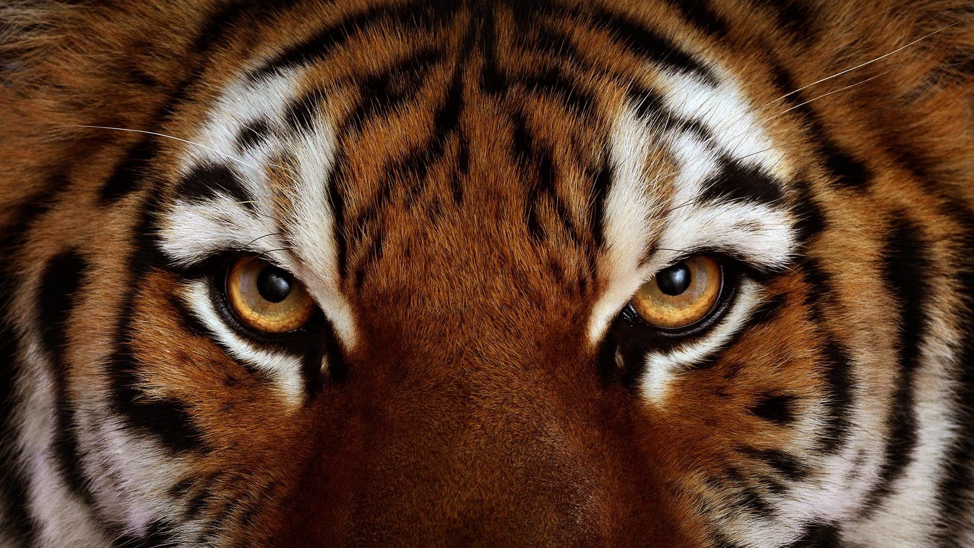 Guerriero in sella a tigre, 1920x1200 WUXGA, iMac