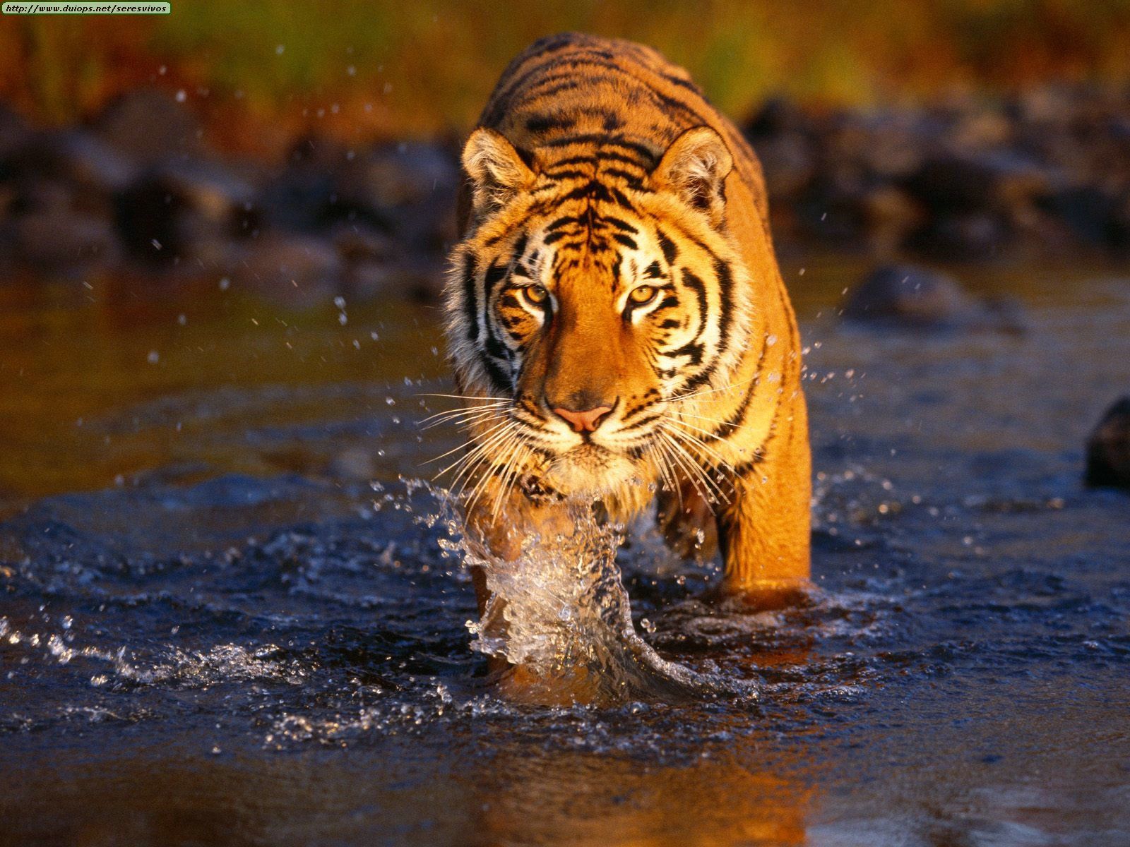 Uomo gigante tigre neve, 1271x700 HD, PC