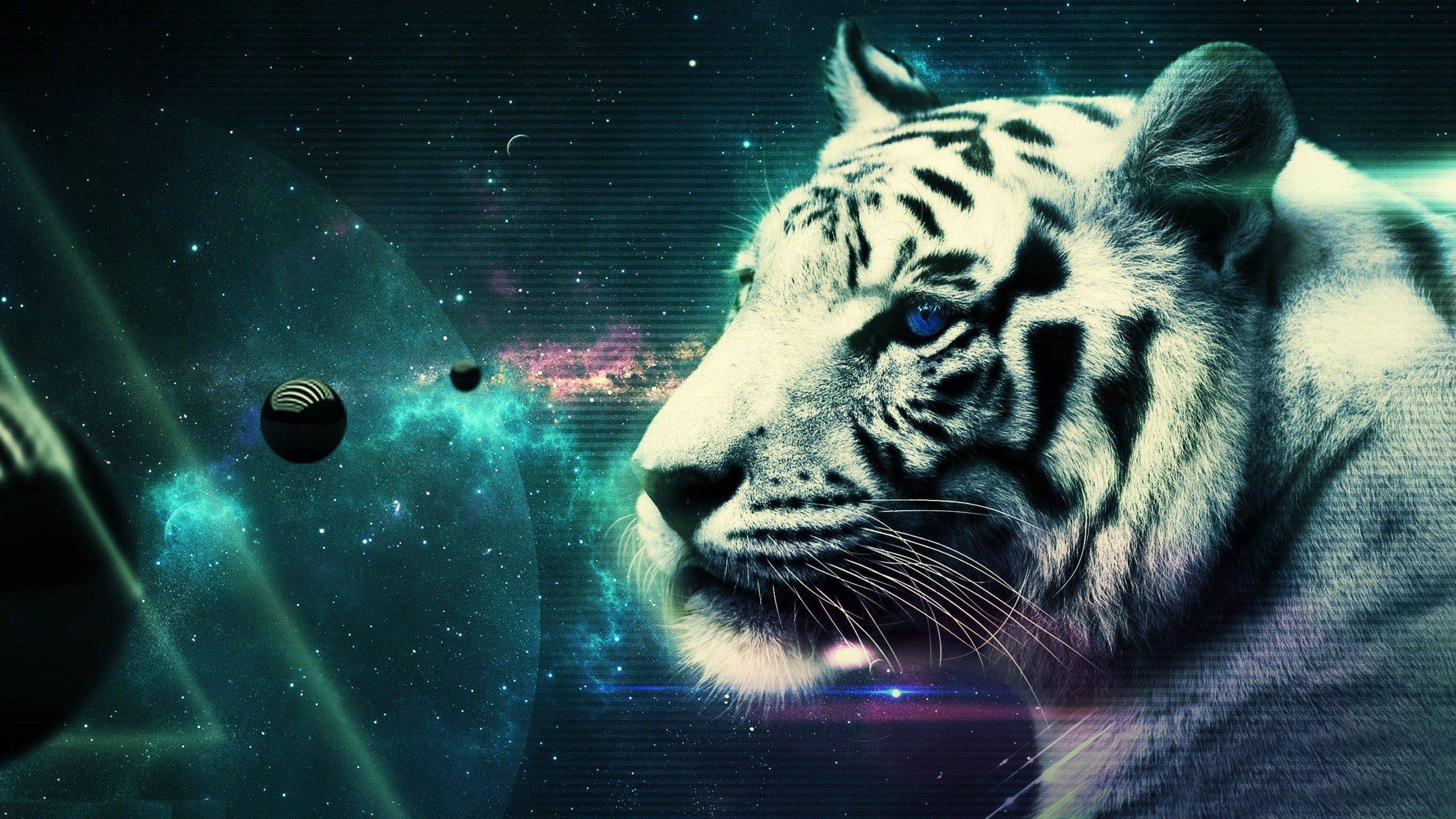 tigre bianca nello spazio, 2560x1440 2K, Desktop