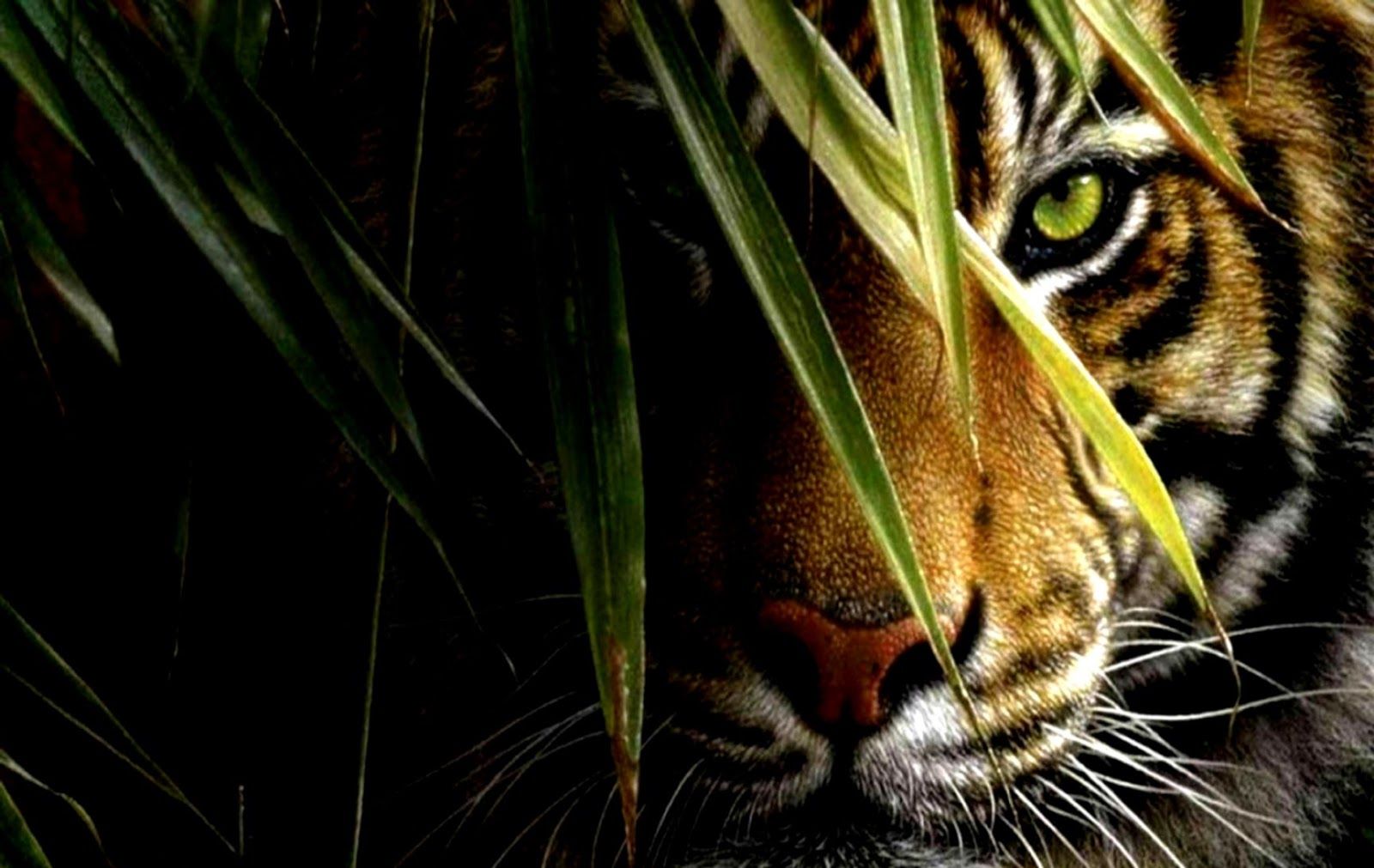 tigre nascosta erba verde, 1600x1011 900p, Desktop