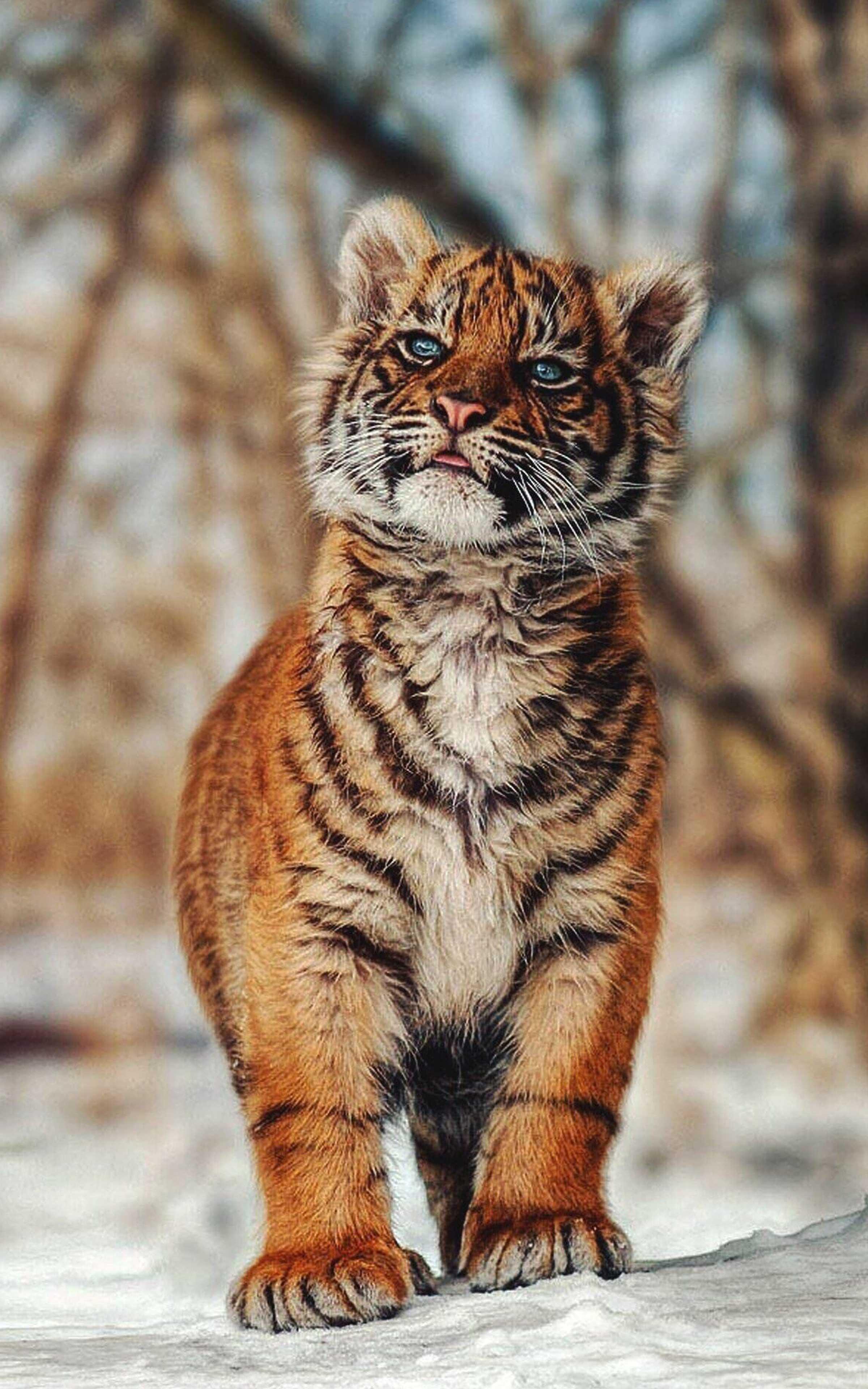 cucciolo tigre nella neve, 2400x3840 Full HD Verticale, iPhone