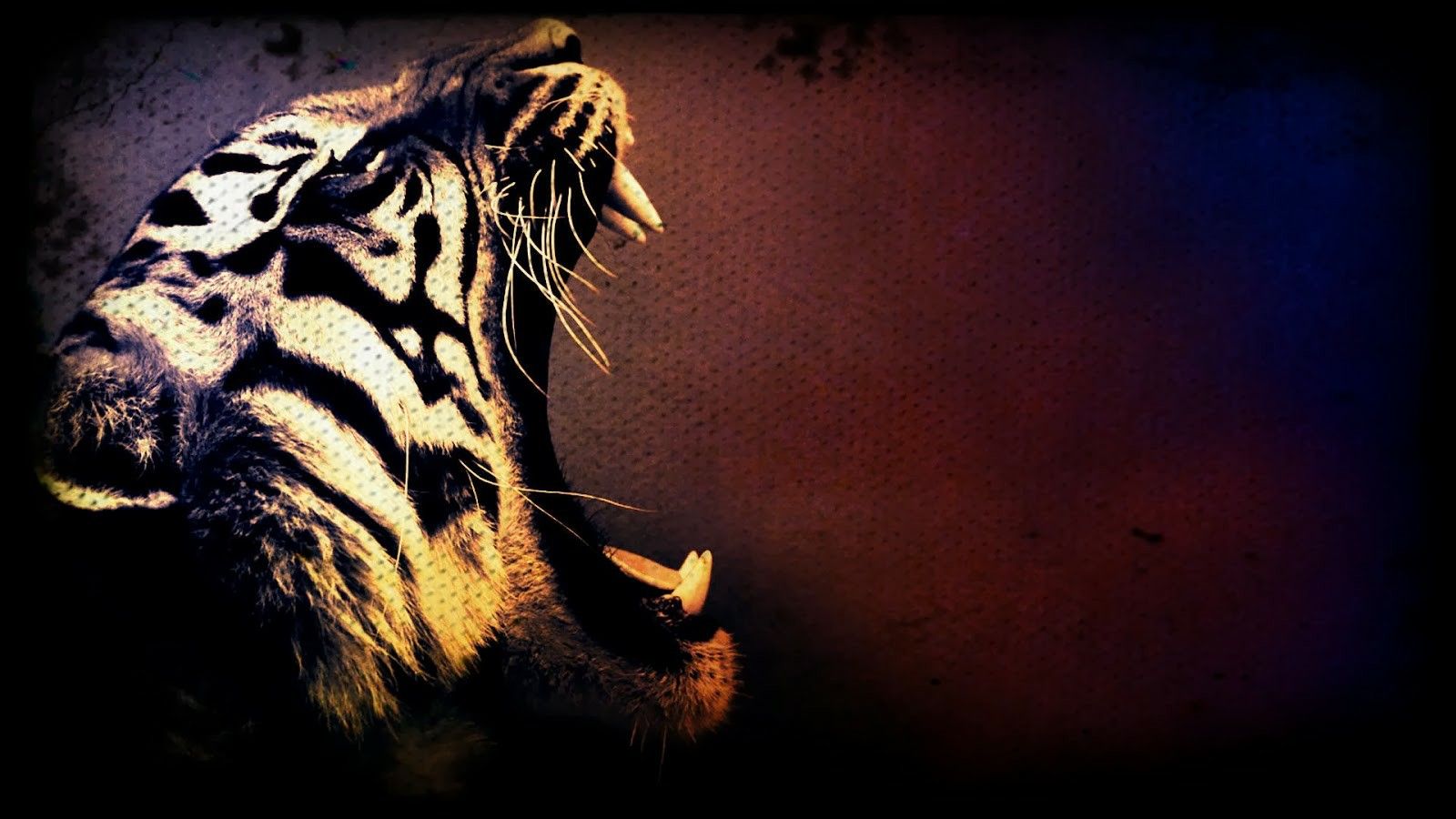 tigre che ruggisce seppia, 1600x900 900p, PC