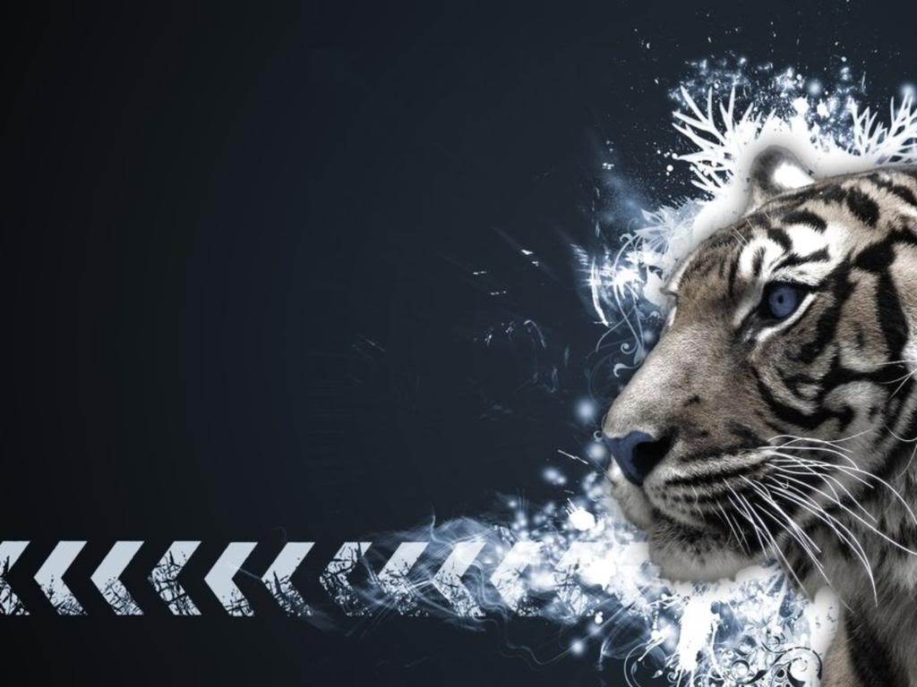 tigre bianca frecce nere, 1024x768 HD, Laptop