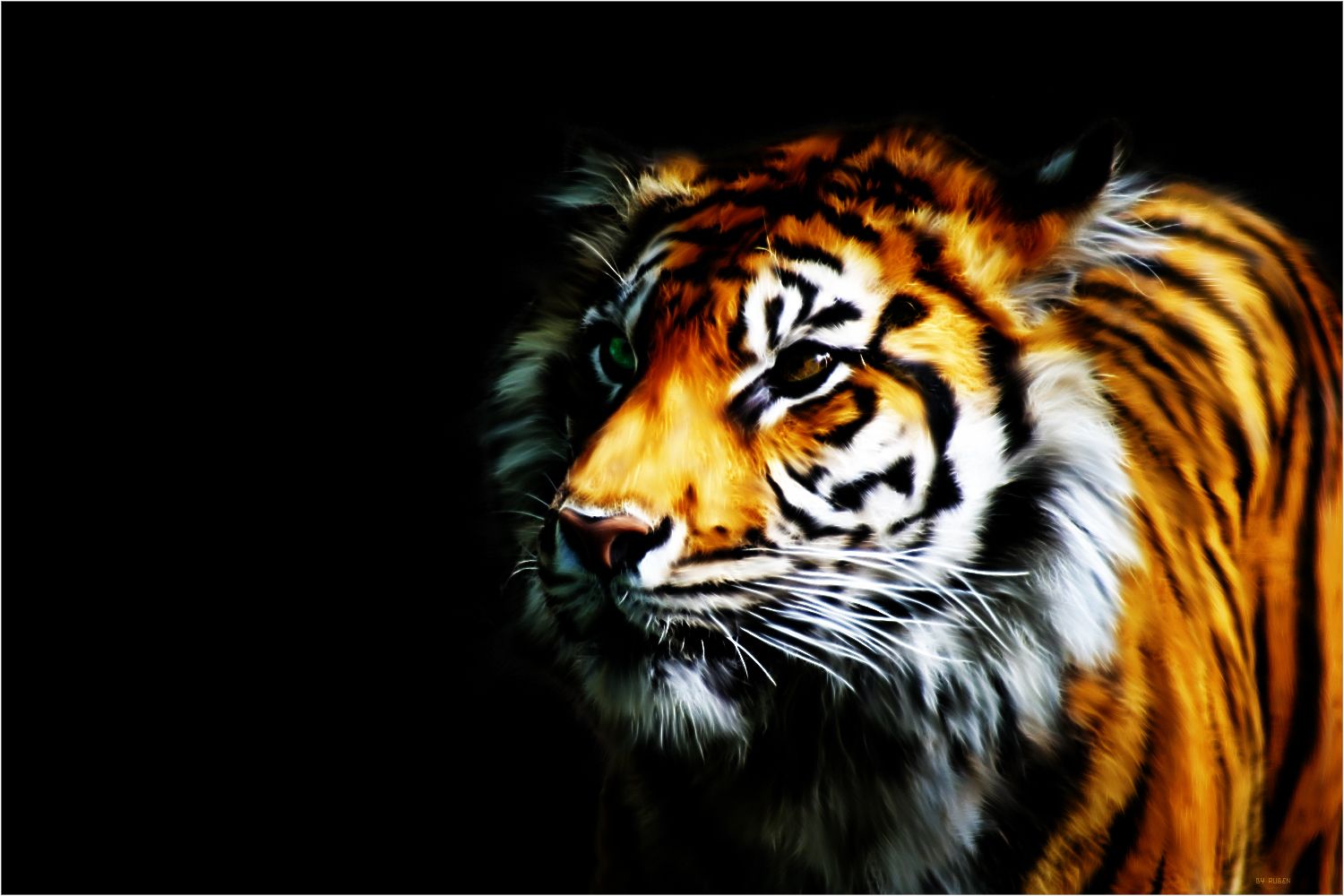 tigre profilo sfondo nero, 1500x1000 HD, Desktop