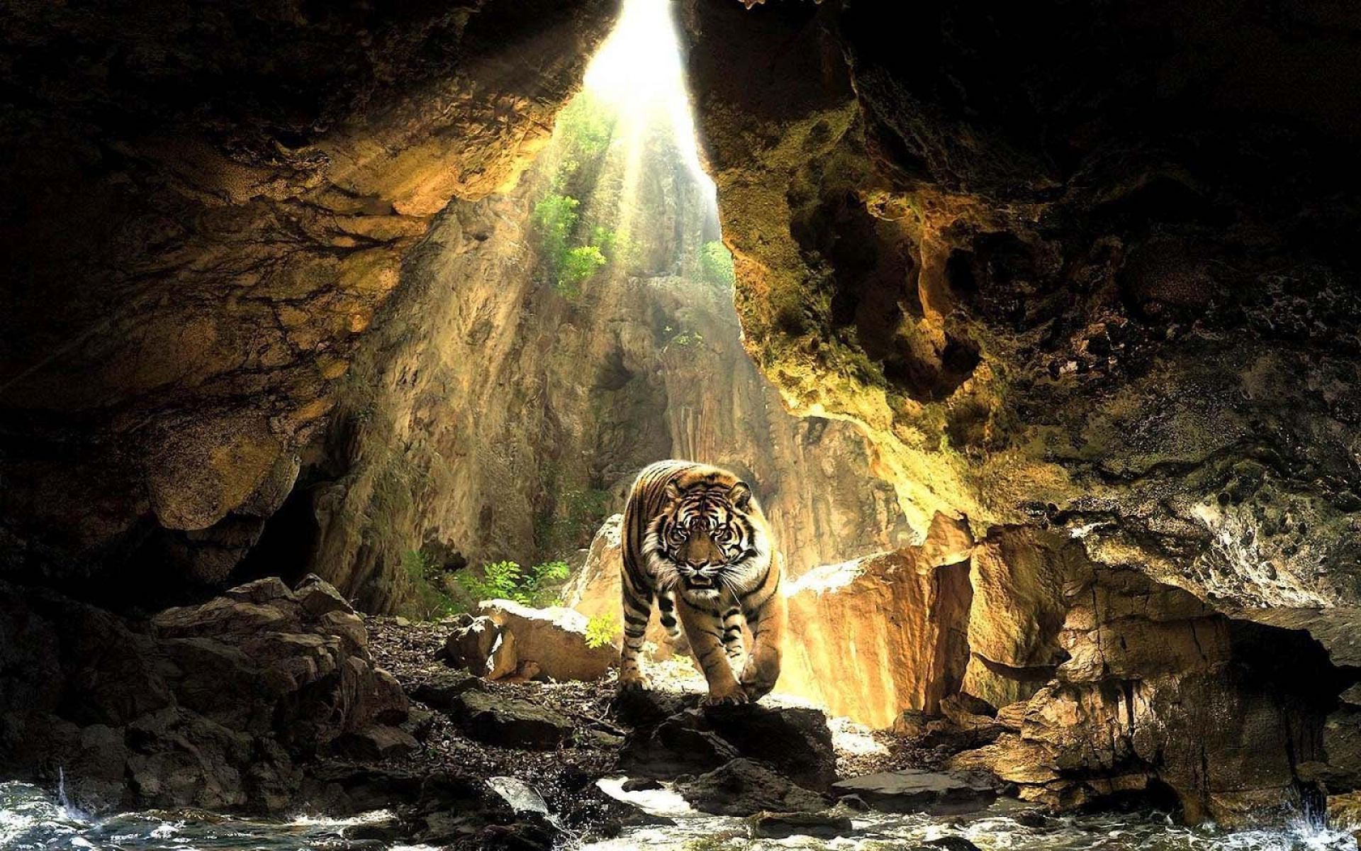 tigre in grotta raggio sole, 1920x1200 WUXGA, Desktop
