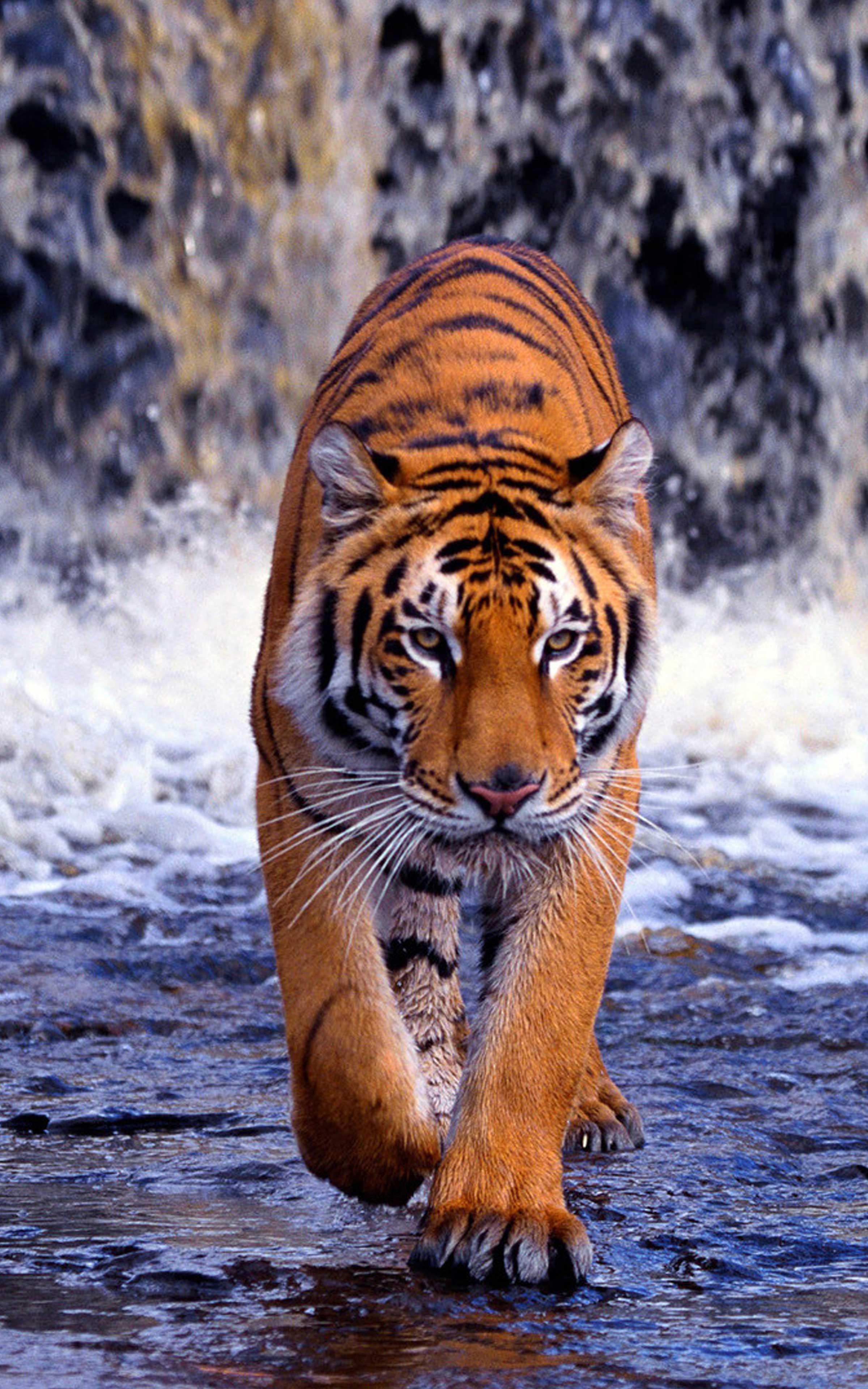 tigre che cammina cascata, 2400x3840 Full HD Verticale, Google Pixel