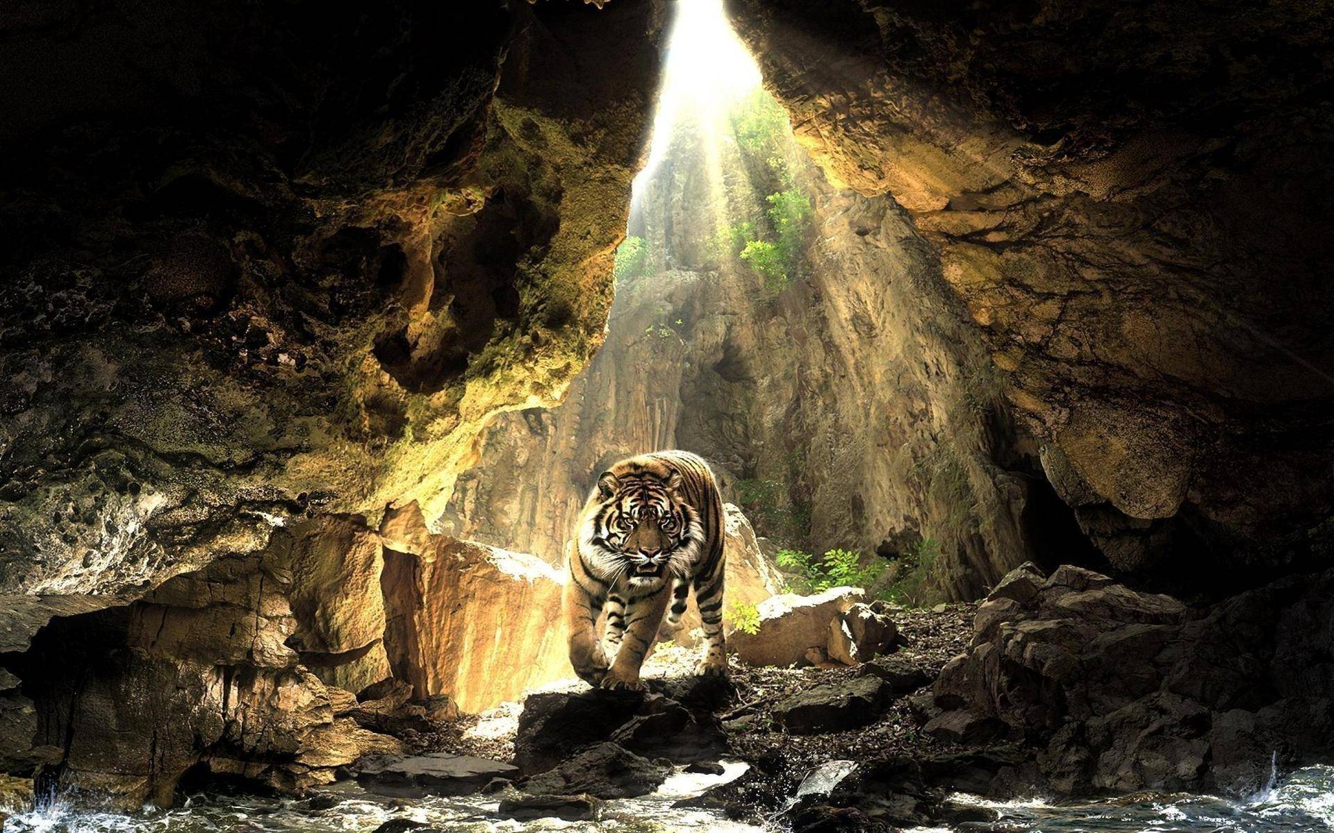 tigre grotta luce naturale, 1920x1200 Full HD+, Desktop