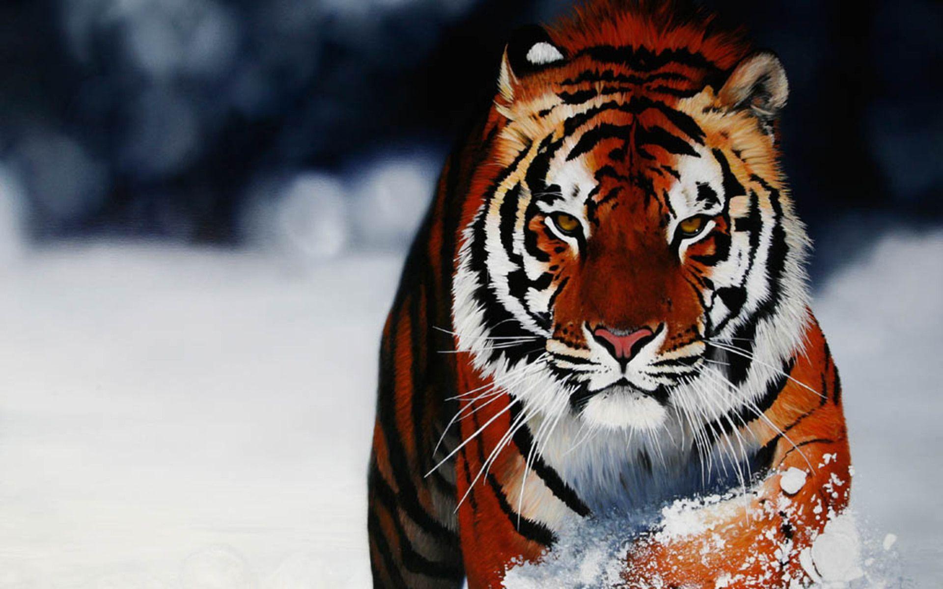tigre nella neve, 1920x1200 Full HD+ WUXGA, Desktop