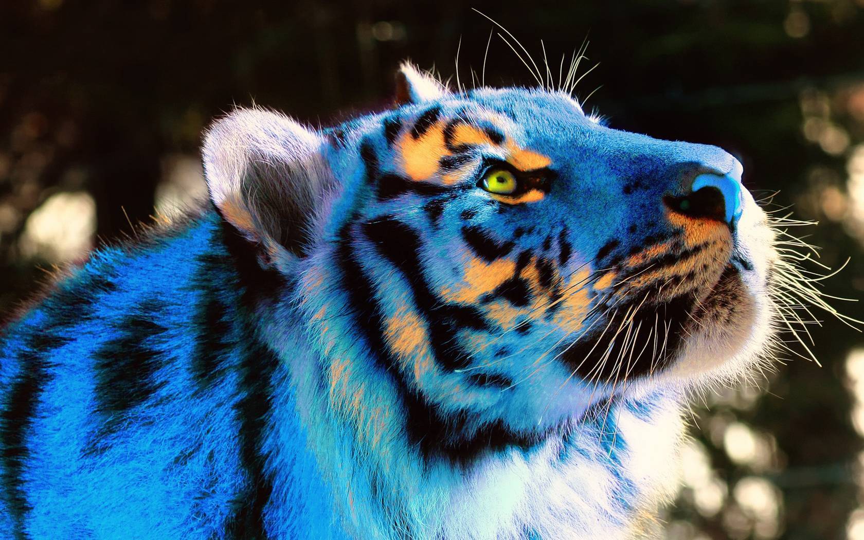 tigre blu surreale, 1680x1050 900p, Laptop