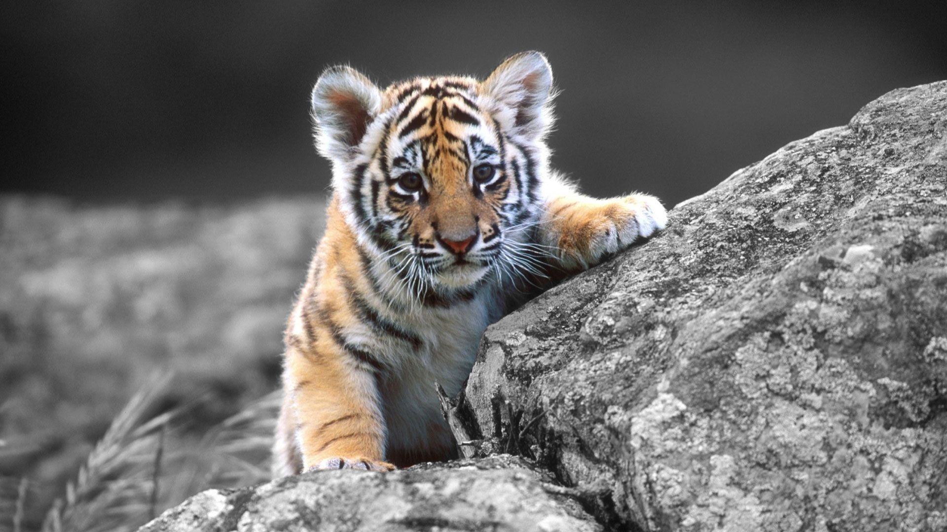 cucciolo tigre su roccia, 1920x1080 Full HD, Desktop