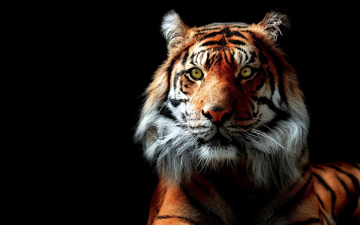 tigre occhi verdi sfondo nero, 1440x900 720p, Laptop