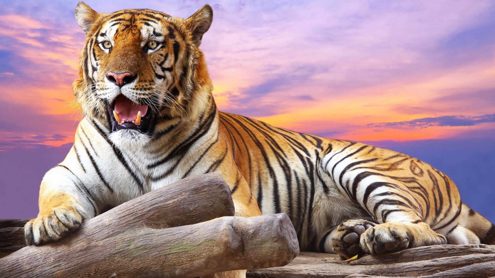 tigre sdraiata al tramonto, 1920x1080 Full HD 1080p, Laptop