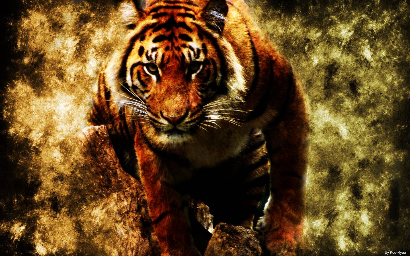 tigre che avanza texture grunge, 1440x900 HD, Desktop