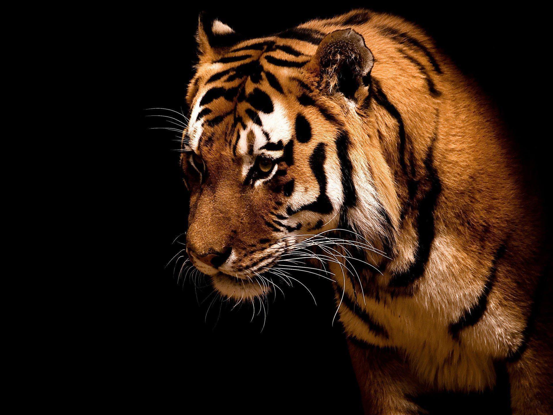 tigre profilo sfondo nero, 1920x1440 Full HD+ WUXGA, PC Desktop