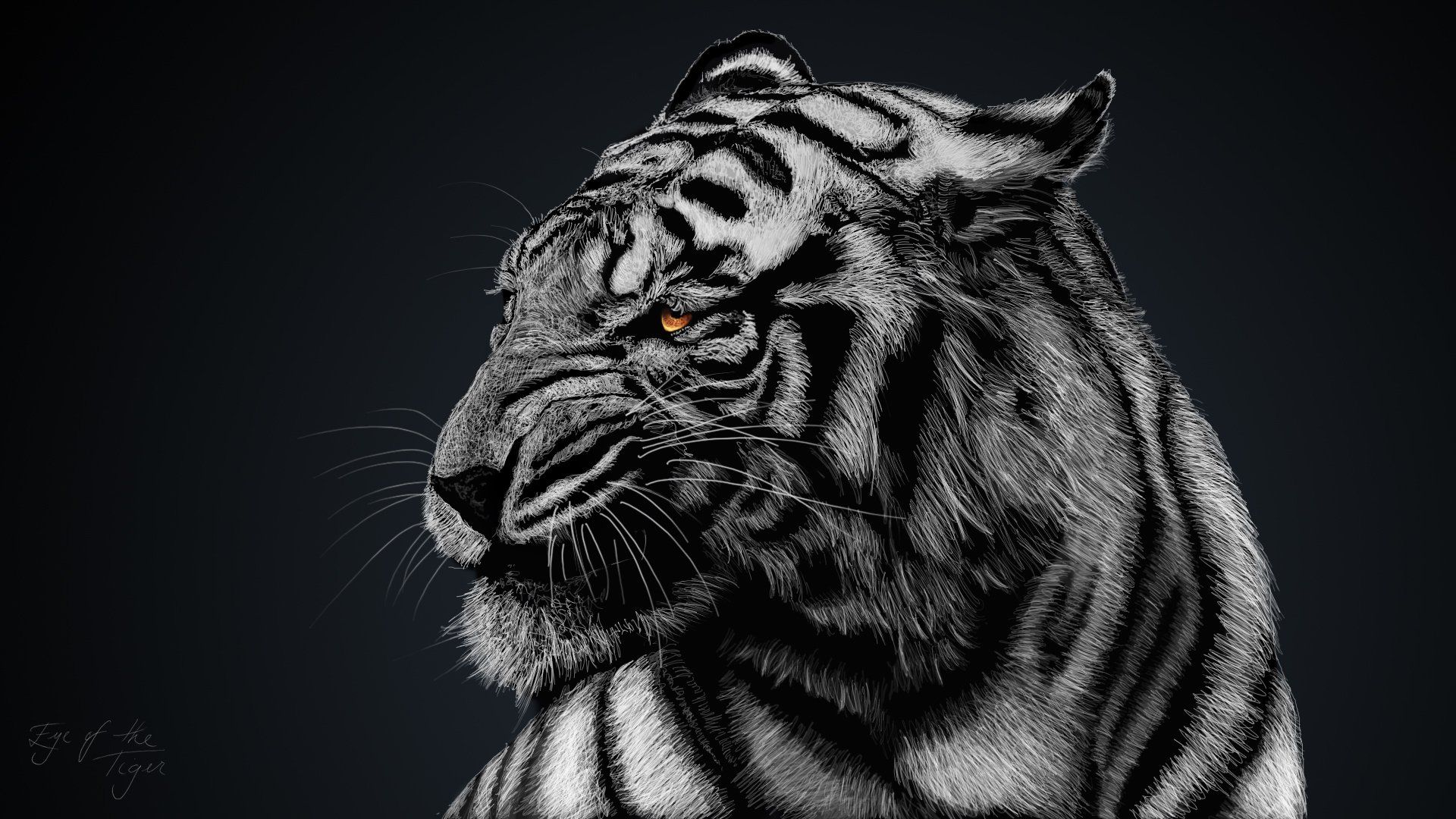 tigre bianca profilo nero, 1920x1080 Full HD, Desktop