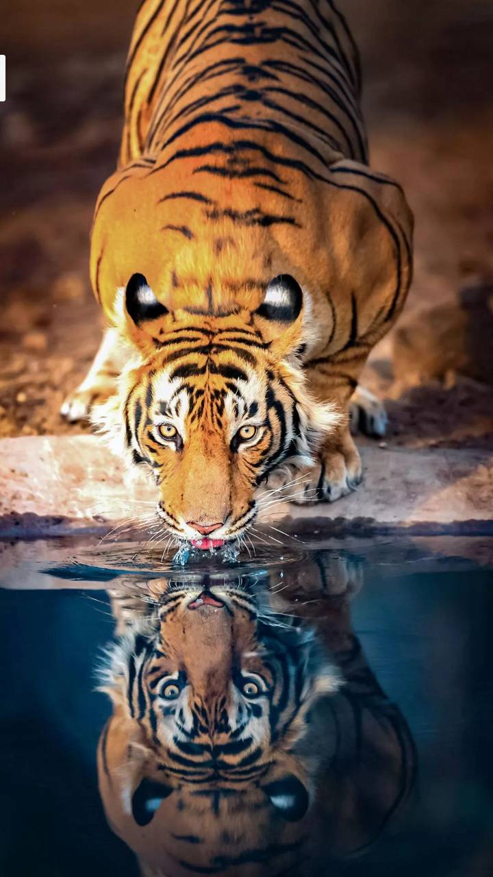 tigre che beve riflesso acqua, 720x1280 Full HD Verticale, iPhone